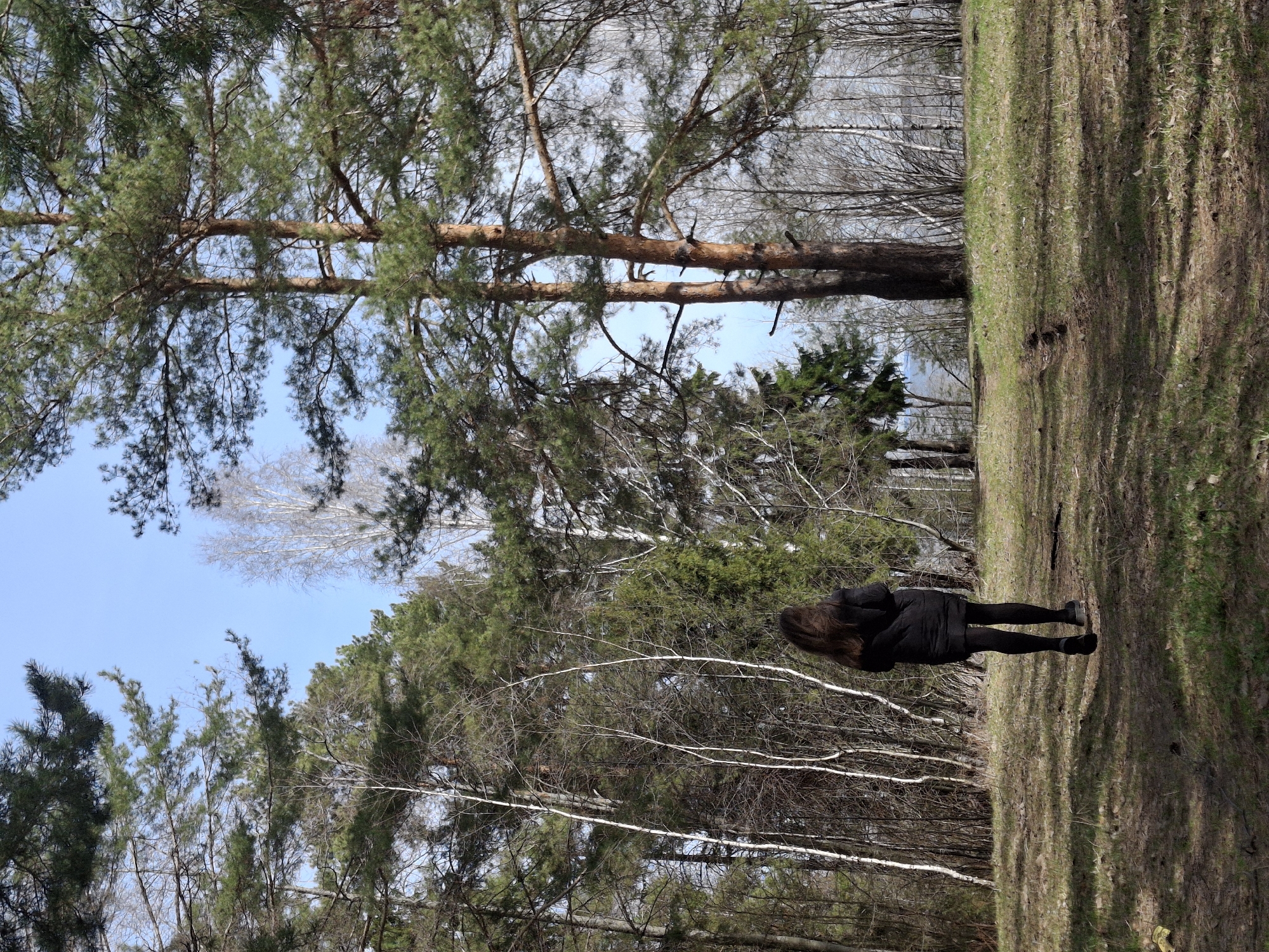 A photograph captures a woman standing in a wooded landscape under a clear blue sky. She is viewed from behind, positioned on a grassy path or field that stretches horizontally across the lower and middle ground. The woman has long, dark brown hair and is dressed in a black jacket, black tights or leggings, and black shoes.
The setting is a forest, dominated by tall evergreen pine trees with rich green needles and textured bark, towering into the sky. Alongside the pines are deciduous trees, some with light-colored, possibly white, bark suggesting birches, and others with bare branches, indicative of early spring or late autumn. A bright, cloudless blue sky is visible through the canopy of branches.
Long, dark shadows are cast across the grassy terrain, indicating direct sunlight and a daytime setting, likely late morning or afternoon. The ground is a mix of greening grass, dry earth, and scattered fallen leaves. The woman appears to be observing her surroundings. No other specific activity is depicted. The scene conveys a sense of tranquility and natural beauty. No visible text is present in the image. The location context for this scene is Chaikovsky, Russia.