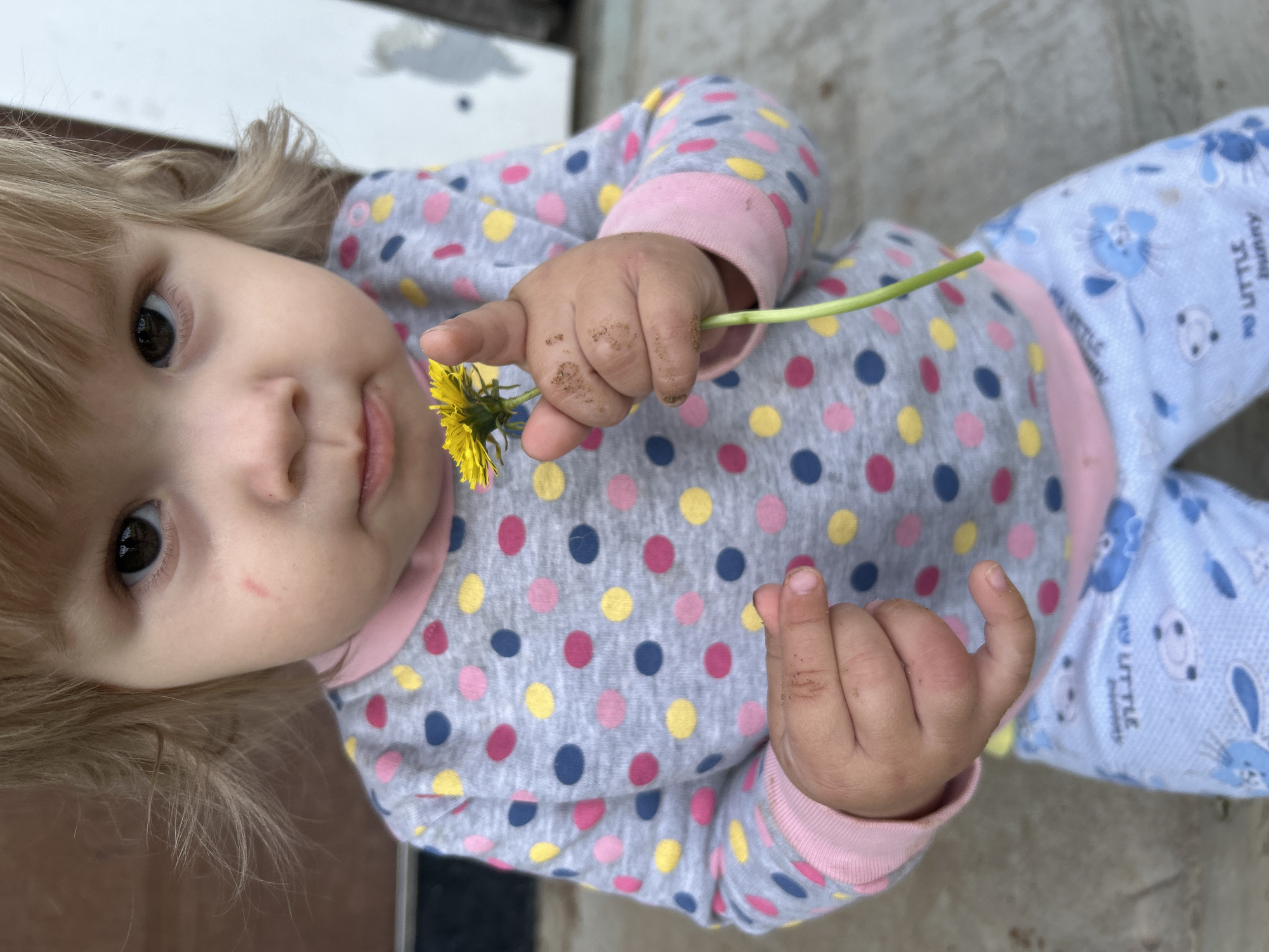 A close-up, eye-level shot shows a young child, appearing to be around two years old, holding a single dandelion. The child has fair, wispy hair and is wearing a grey long-sleeved shirt with multi-colored polka dots in pink, blue, and yellow, and light blue pajama pants with a white pattern. The child's right hand is raised, with a thumb and index finger gently holding the stem of the dandelion, which is yellow and green. The child's hands appear to have dirt on them. A faint red mark is visible on the child's left cheek. The background is blurred and appears to be outdoors, with a hint of a wooden surface and a lighter, possibly white, vertical element. The ground beneath the child appears to be a rough concrete surface. The image is taken in Olkhovka, Russia.