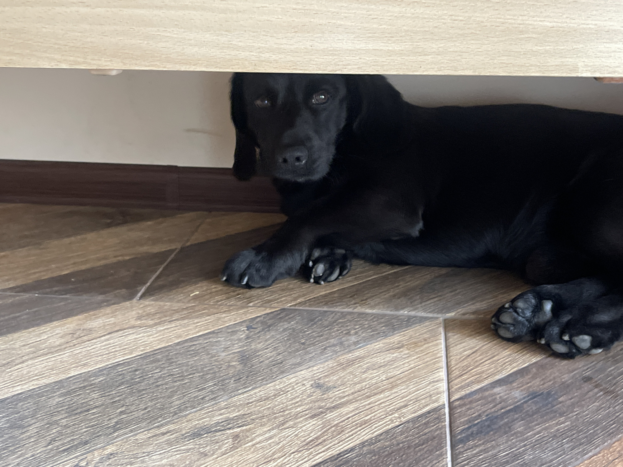 A black dog lies under a light-colored wooden structure, likely a piece of furniture such as a cabinet or table. The dog is positioned on a brown and tan patterned tile floor. The background features a white wall with a darker trim along the base. No information on the location in the city of Donskoye, Russia is available from the image.