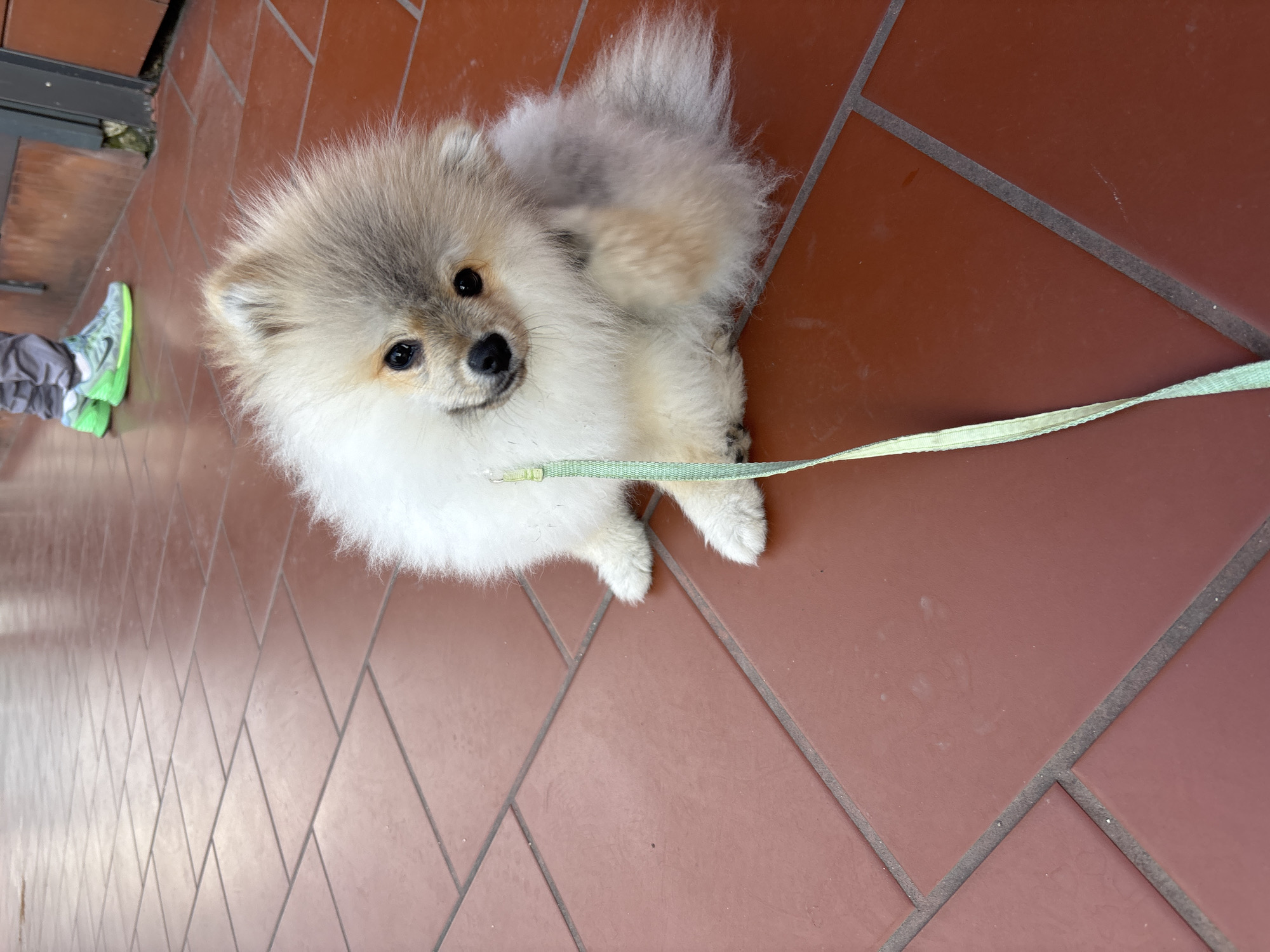 A fluffy, light-colored Pomeranian dog is the main subject. The dog is standing on reddish-brown tiled flooring. A light green leash is attached to the dog's collar and stretches out towards the right side of the frame. A glimpse of a person's leg and shoe is visible on the left edge. The flooring appears to be outdoor or semi-outdoor. Location: Plovdiv, Bulgaria is not evident in this image.