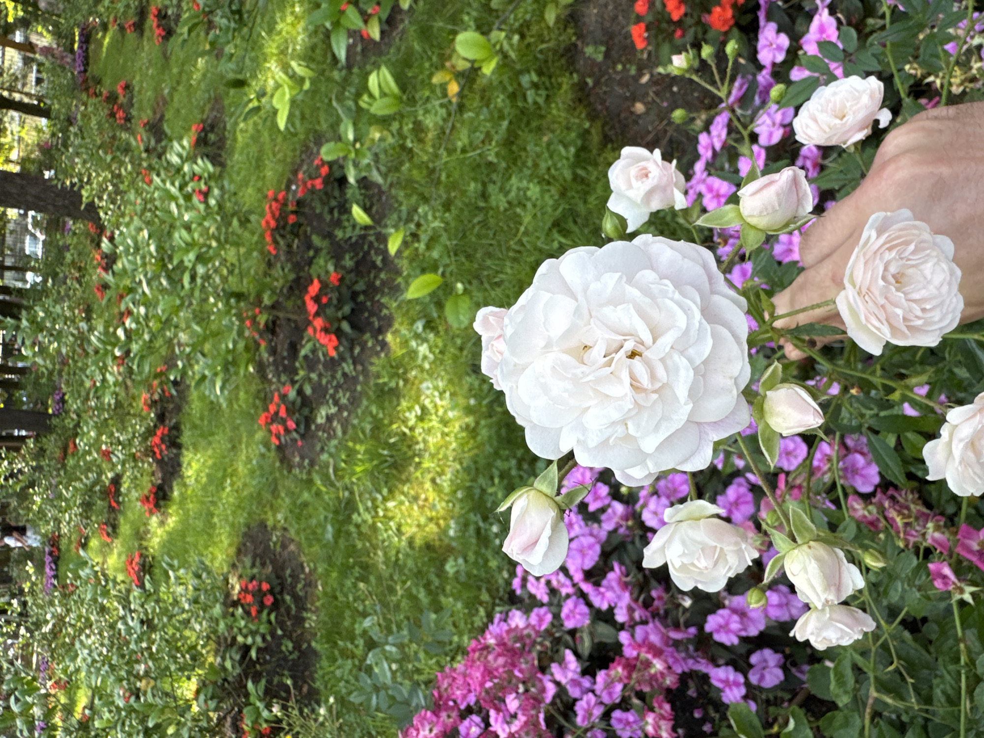 This media file showcases a close-up view of a garden in Sochi, Russia, filled with various blooming flowers. The primary subjects are several light pink and white roses, some fully open and others in bud. The roses are clustered together, with one large white rose dominating the foreground. Interspersed among the roses are small, vibrant pink and purple flowers.
The scene is a lush garden with green grass and dark soil beds. In the background, a line of red flowers is visible, adding a splash of contrasting color. The lighting suggests it is daytime, possibly late afternoon, as there are areas of soft sunlight and shadow. A human hand is partially visible in the upper right corner, reaching towards one of the roses, suggesting an interaction with the garden, perhaps for inspection or admiration.
The overall impression is one of natural beauty and tranquility. The setting is clearly a well-maintained garden, likely a public park or a private garden, given the variety and arrangement of the flowers. No text is visible in the image. The weather appears pleasant, conducive to outdoor activities and appreciating nature.