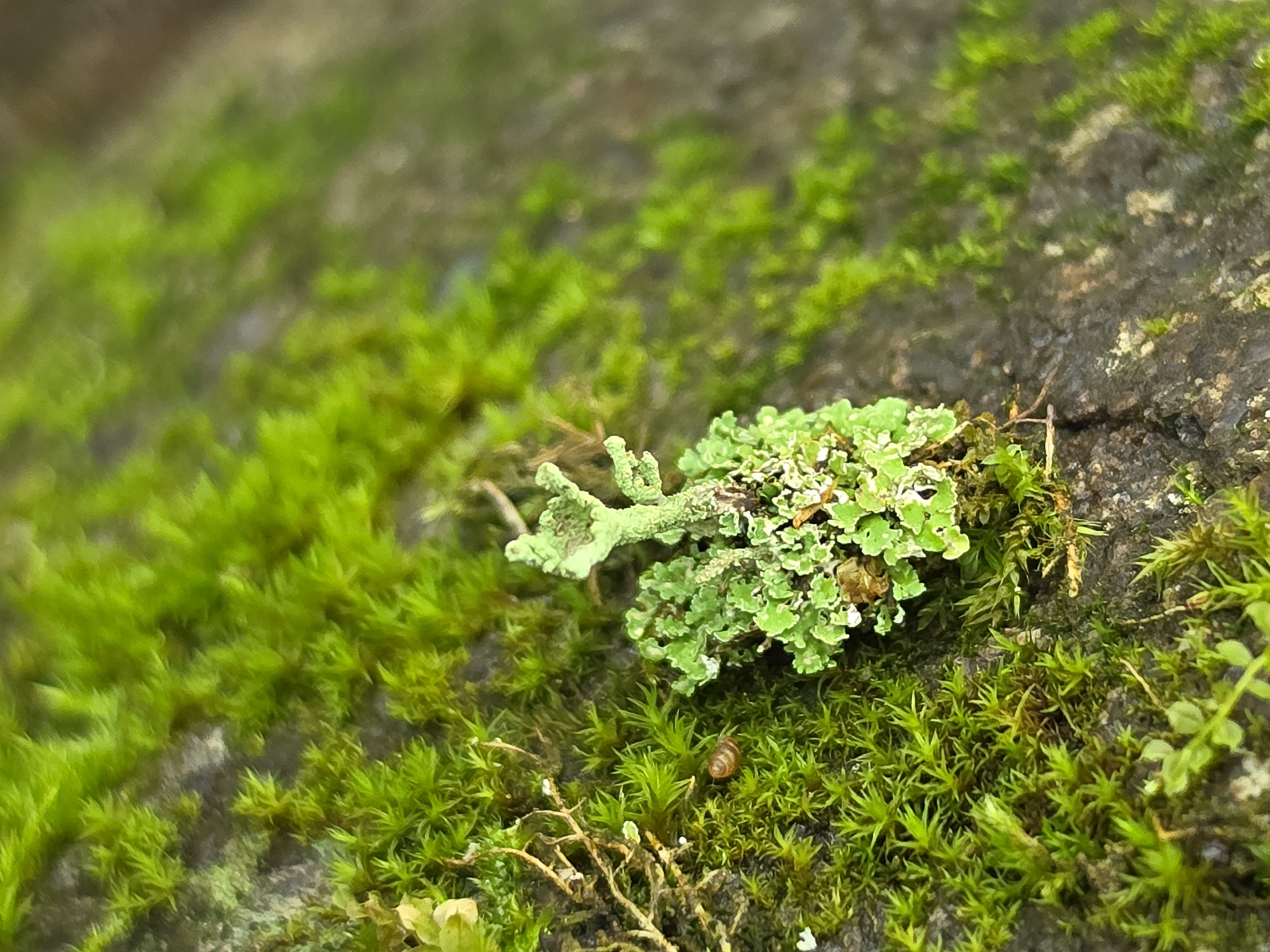 The image is a close-up shot of moss and lichen growing on a rock surface. The moss appears in various shades of green, with some areas appearing more vibrant and others darker and more muted. Small, delicate structures of the moss are visible, creating a textured carpet-like appearance. Interspersed with the moss are patches of light green lichen, some of which have a leafy or frilly texture. The rock itself is dark gray or black, with a rough and uneven surface. The background is out of focus, showing more of the mossy and rocky environment. In the lower center of the image, a small, light brown snail is visible nestled within the moss. The overall impression is of a natural, damp microhabitat. The location is in the city of Dobryanitsy, Russia.