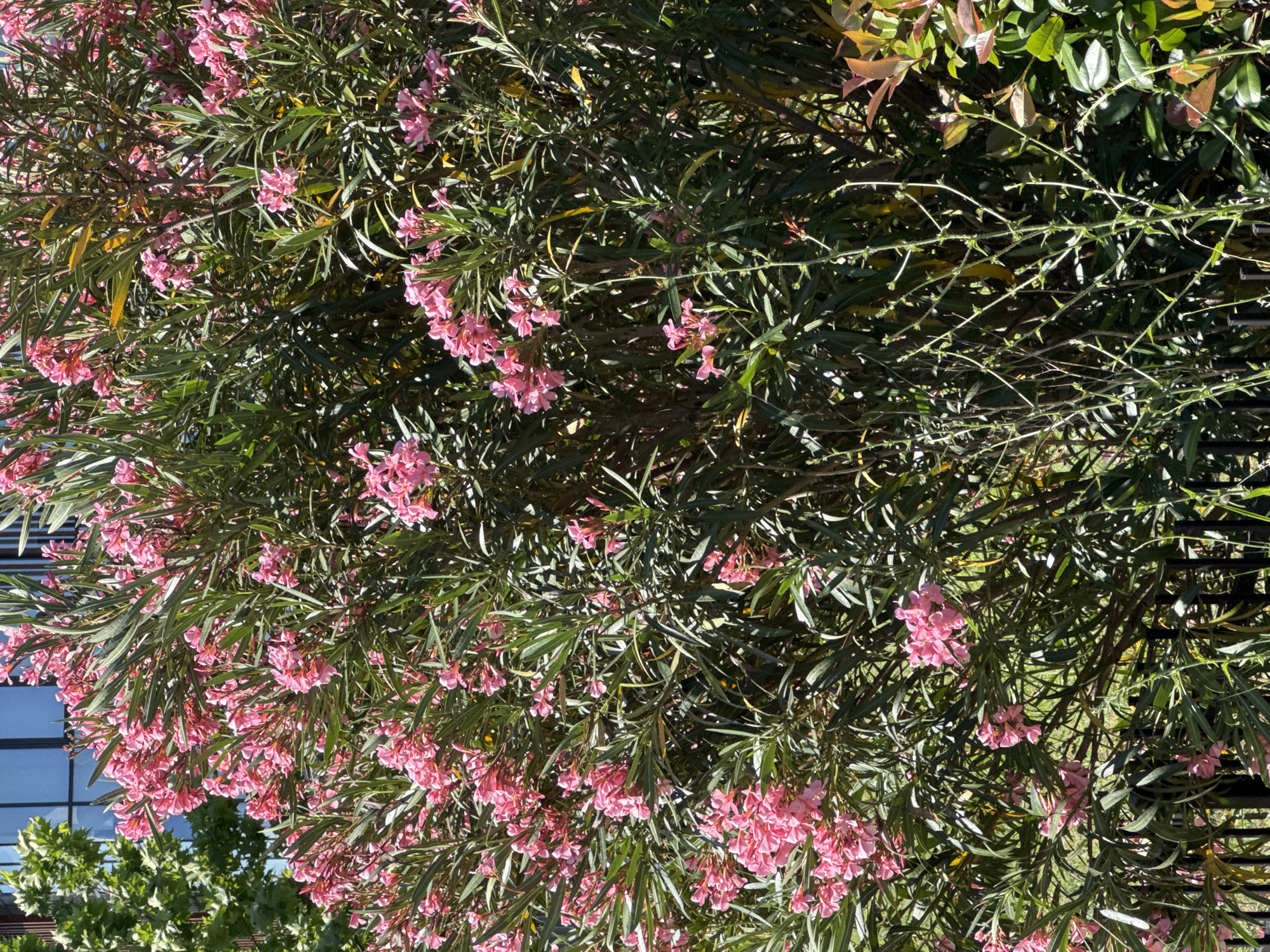 The image shows a dense bush with green leaves and numerous clusters of pink flowers. Some greenery and a building with a blue window can be seen in the background. The location appears to be an urban area, specifically in the city of Unknown, Unknown.