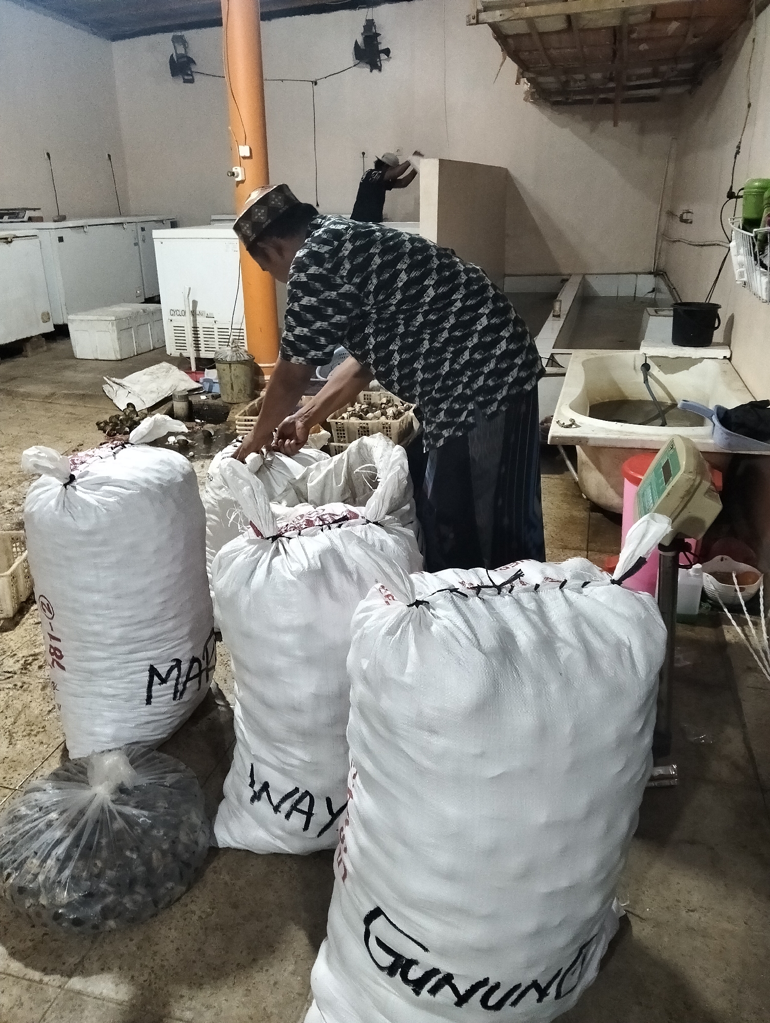 The image depicts an indoor scene, likely a processing or storage area, in Muncar, Indonesia. In the foreground, four large white sacks are prominently displayed, two of which have handwritten labels: "MAD" and "WAY". To the left, a smaller clear plastic bag contains dark, small objects. A person, wearing a patterned shirt and a peci (a cap common in Southeast Asia), is standing and reaching into a pile of similar small objects, potentially sorting or bagging them.
The environment appears functional rather than decorative. In the background, several white chest freezers are lined up. There are also large pipes, what appears to be a utility sink or bathtub filled with water, and a digital scale. The ceiling shows exposed beams and damaged plaster, suggesting the space might be undergoing renovation or is in a state of disrepair. The overall impression is of a working environment involved in the processing or packaging of some product.