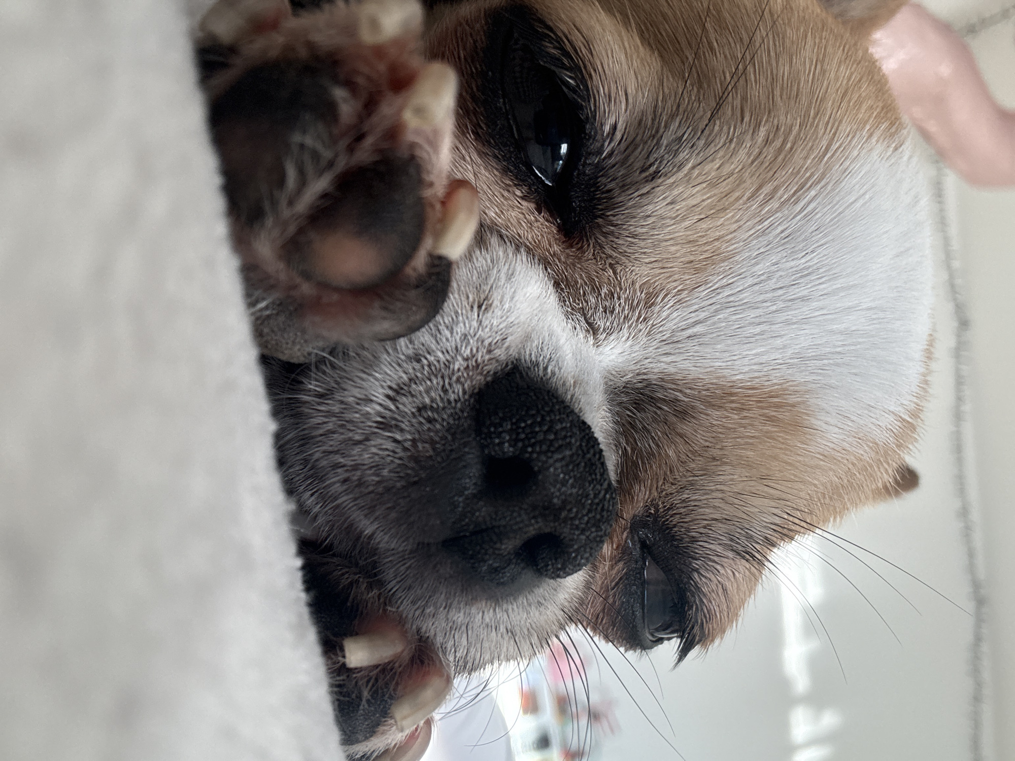 A close-up, slightly tilted image captures the face of a Chihuahua dog. The dog has tan and white fur, a black nose, and dark eyes that are prominently featured. The dog's paw is visible on the left side of the image. The dog is lying on a white soft surface. The image has no relation to Berlin.