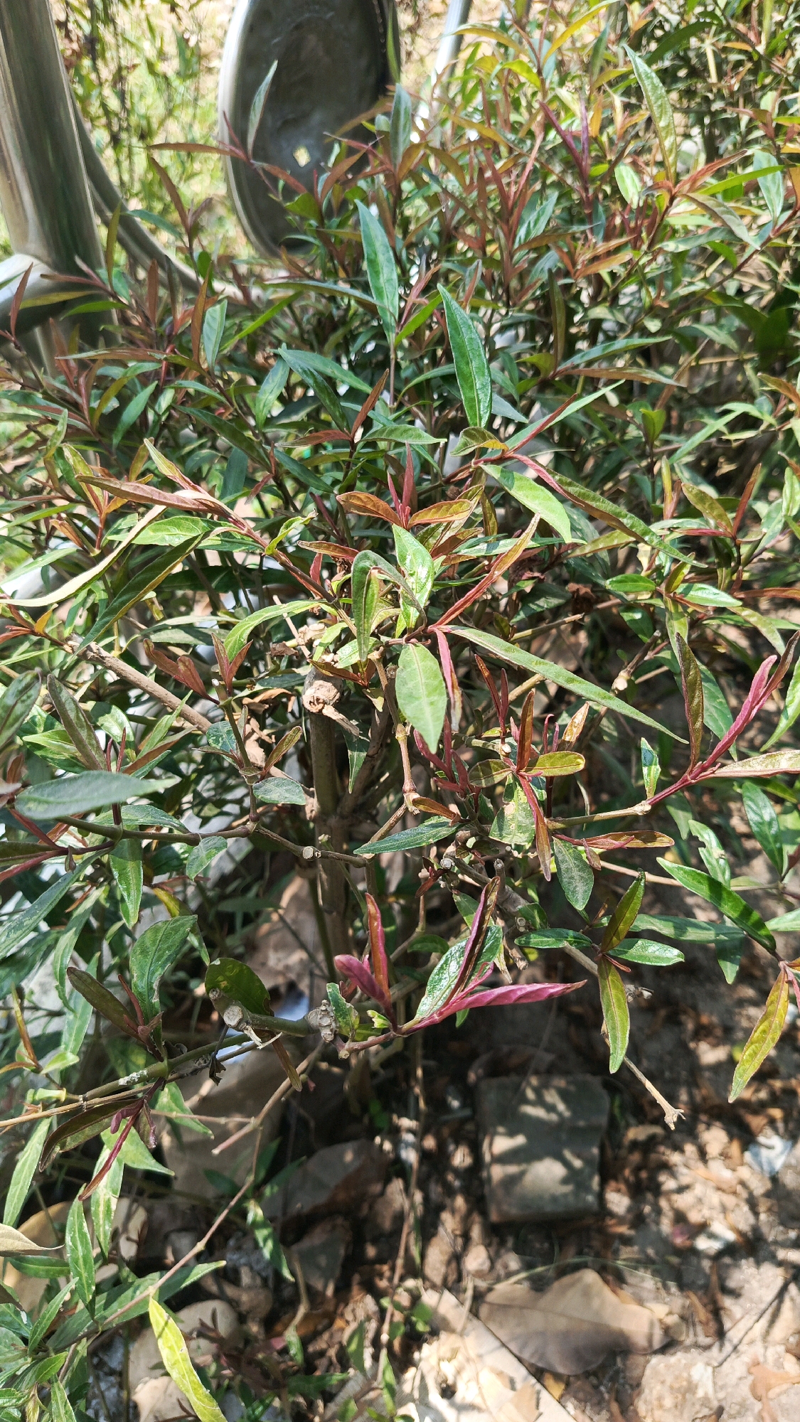 In Babadan, Indonesia, a close-up, eye-level view captures a dense bush with numerous thin, reddish-brown stems branching outwards, adorned with many small, lance-shaped leaves. The leaves exhibit a gradient of colors, ranging from vibrant green on older foliage to striking crimson and dark red hues on newer growth, especially at the tips. The bush appears to be situated outdoors, with its base visible at the bottom of the frame, revealing a ground covered in dry leaves, dirt, and scattered small rocks and broken bricks. The lighting suggests a bright, sunny day, casting sharp shadows from the leaves and stems onto the ground. In the upper portion of the image, partially obscured by the foliage, is a glimpse of a gray, curved object, possibly a metal basin or container, and some metallic poles, hinting at the presence of garden equipment or a structure nearby. The overall impression is of a healthy, thriving plant in a natural, albeit somewhat untidy, outdoor setting.