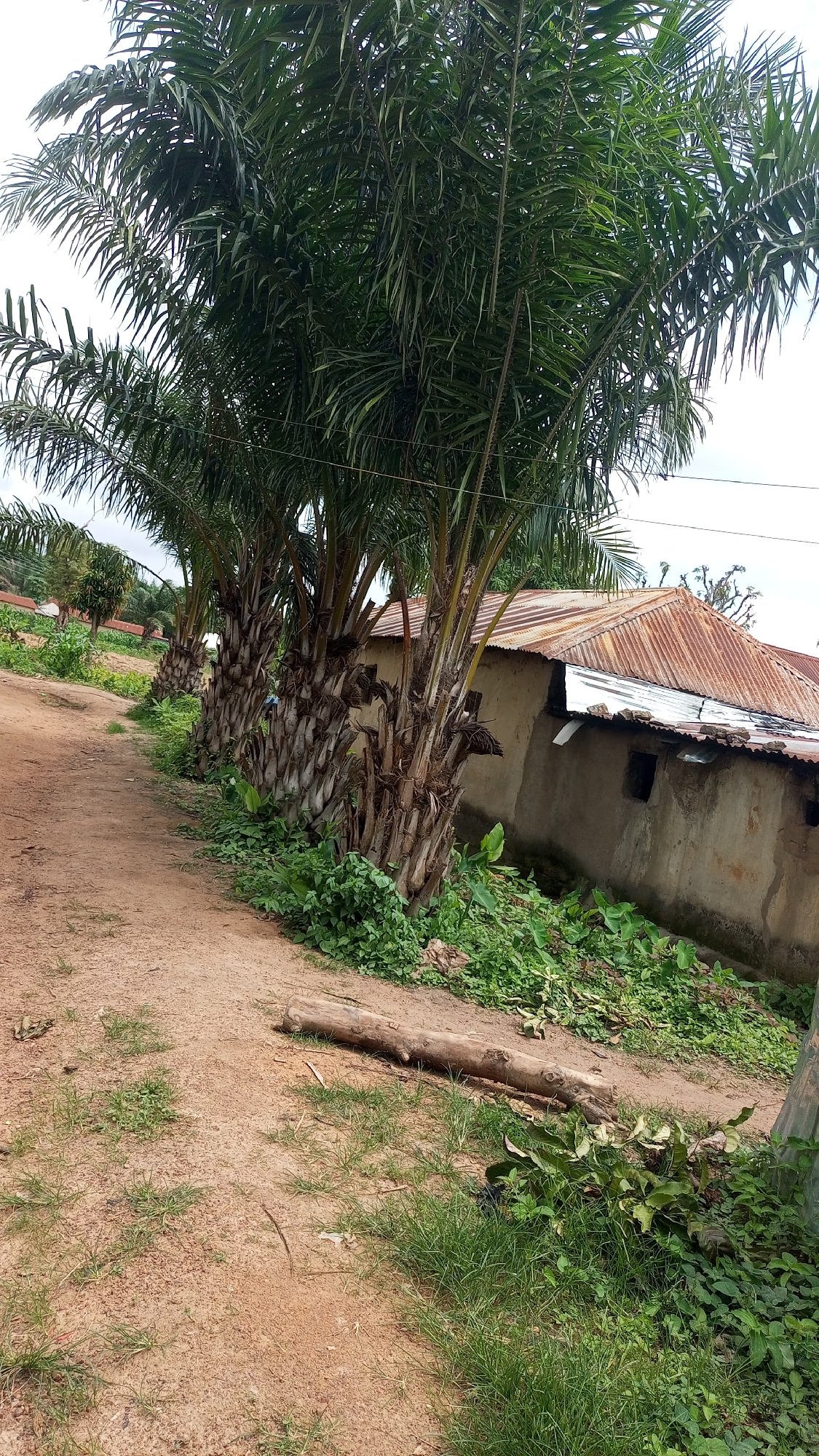 This image captures a rustic scene in Jere North, Nigeria. The foreground is dominated by a dirt path that curves to the left, with sparse green grass growing along its edges and a fallen log lying across it. To the right of the path, a row of palm trees stands tall, their thick, textured trunks lined up consecutively. Behind the palm trees, a simple, earth-toned building with a corrugated metal roof is visible. The building appears weathered, with a few small, dark window openings. Dense green foliage grows around the base of the palm trees and spreads across the ground between the trees and the building. In the distance, more trees and greenery can be seen, suggesting a rural or semi-rural environment. The sky appears overcast, indicating a cloudy or possibly rainy day. There is no discernible activity or event taking place; the scene is still and appears to be a snapshot of everyday life in this location. No text is visible in the image.