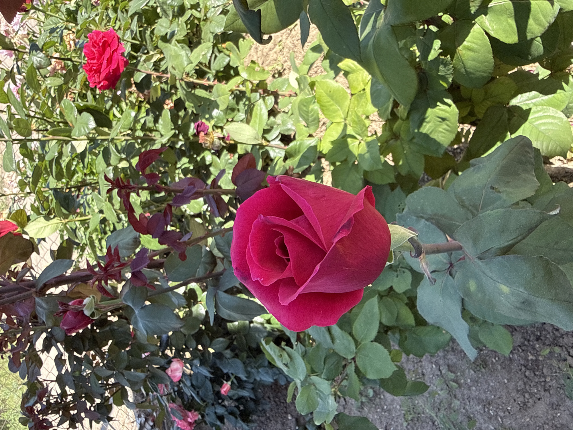 The image depicts a close-up of a red rose in a garden setting. The rose is in full bloom, with petals tightly coiled at the center. The surrounding foliage consists of green leaves. The environment appears to be outdoors, with a mix of sun and shadow. The location cannot be determined as Valchedram, Bulgaria based on the given image.