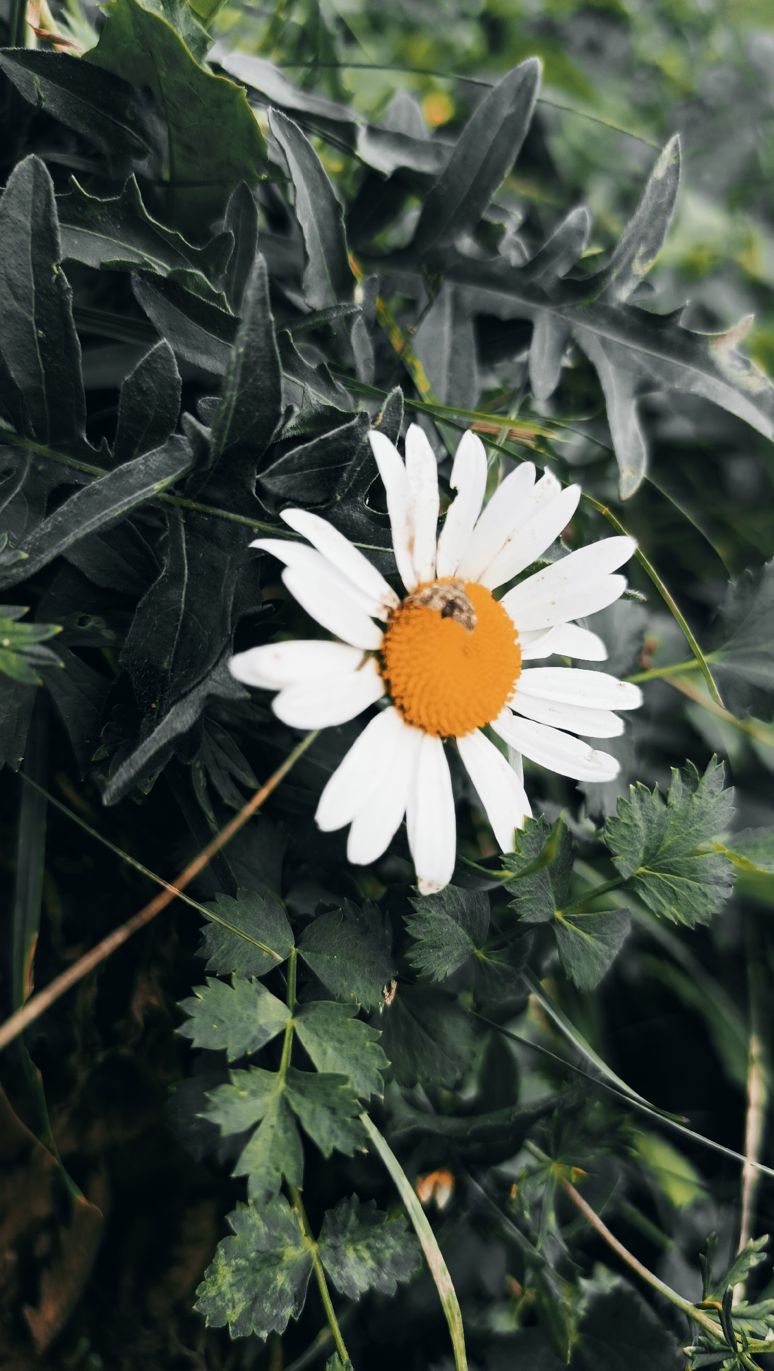 A close-up shot captures a white daisy with a bright orange center, nestled amongst dark green foliage. A small insect, possibly a bee or fly, is perched on the flower's center. The background is a blur of darker green leaves and some lighter green stems, with a hint of brown from a dry stem or leaf. The lighting suggests an overcast day, with diffused light illuminating the flower. The image appears to be taken outdoors, in a natural setting. The location in Karsha, Russia, is not visually evident from the image itself.