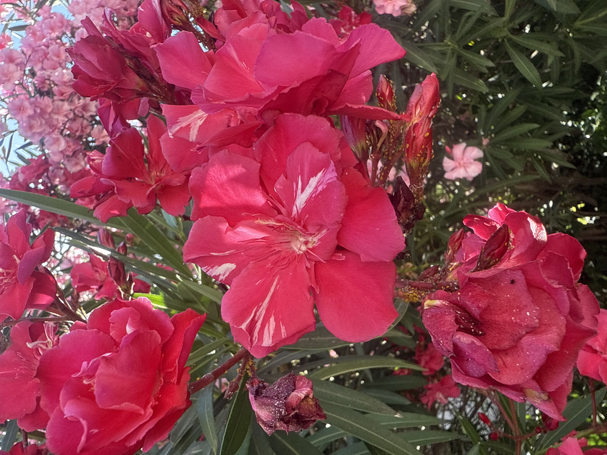 A close-up, eye-level, outdoor shot captures a cluster of bright pink oleander flowers in full bloom. The foreground features a large, vibrant pink flower with delicate white streaks, its petals slightly ruffled. To the left, a darker, wilted pink flower hangs, showing signs of decay and dotted with what appear to be small insects or debris. Behind these, a dense collection of more pink oleander blooms creates a soft, hazy background, some in shades of lighter pink and others a deeper fuchsia. Dark green, lance-shaped leaves fill the spaces between the flowers, some catching the sunlight. The overall impression is one of lush, abundant floral growth. The specific location is unknown.