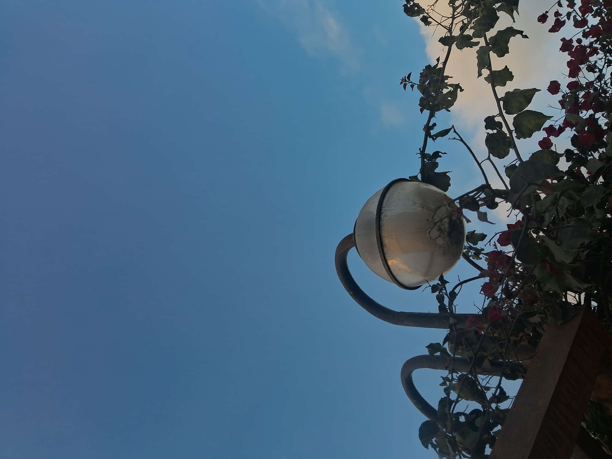 A street lamp with a rounded, frosted glass shade is partially obscured by the branches of a flowering plant with red and green foliage. The lamp is mounted on a dark, curved metal pole. In the background, the sky is a clear, vibrant blue with a few wispy white clouds visible near the horizon. The scene appears to be outdoors, possibly in a park or garden area. The image does not contain any people. The overall lighting suggests it is daytime, likely late afternoon or early morning due to the quality of light and the hint of warmer tones in the clouds. The style of the lamp and the surrounding vegetation suggest a possibly urban setting, though no specific Chimbote landmarks are visible.