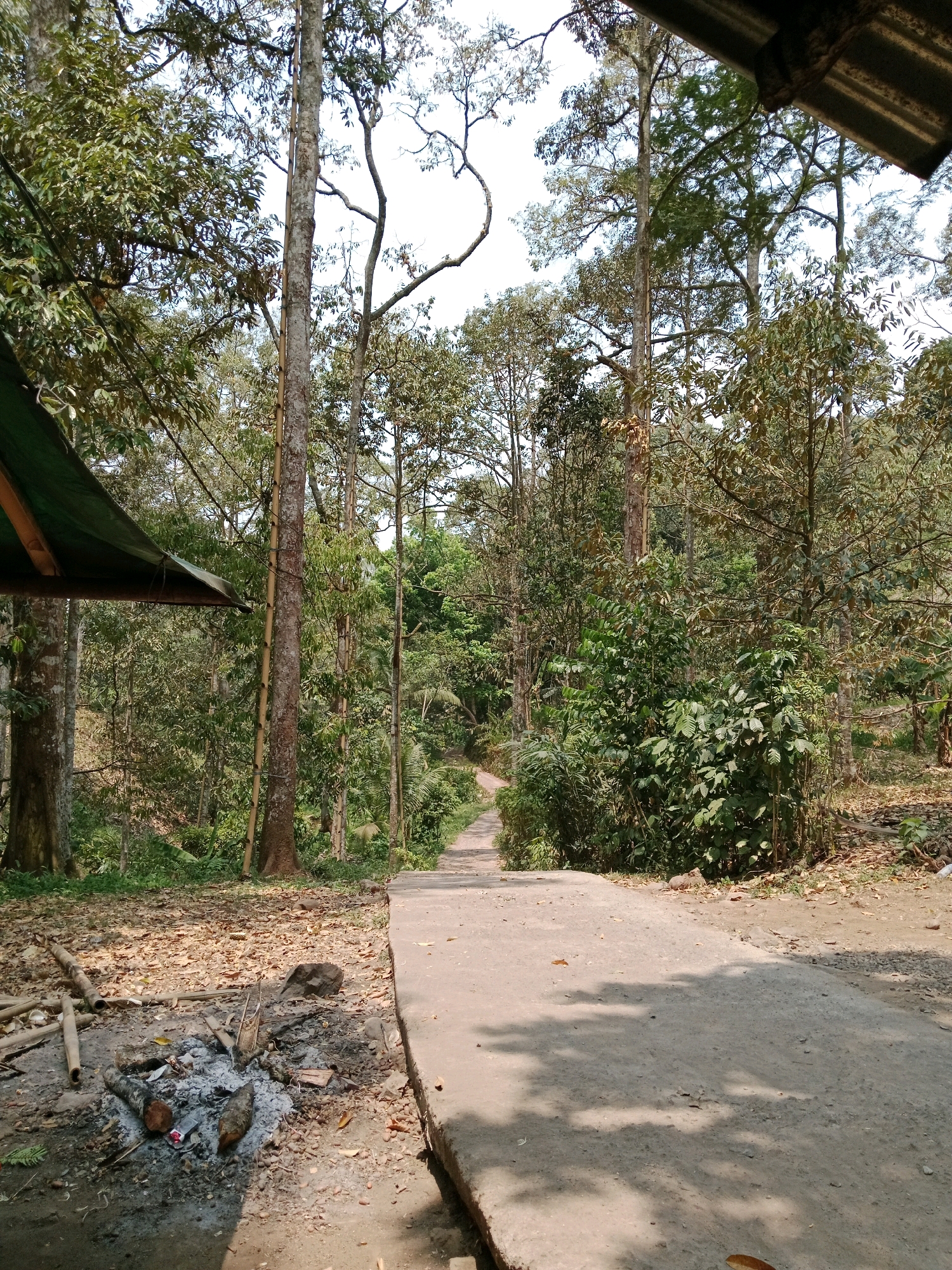 The image depicts a wooded area with a concrete path leading into the distance. On the left side of the path, there is a small makeshift shelter with a green tarp. In the foreground, to the left of the path, is a fire pit with ashes and charred wood. The surrounding environment is lush with trees and vegetation, suggesting a rural or natural setting. The path appears to be made of concrete and is partially shaded by the surrounding trees. The sky is visible through the tree canopy and appears bright, indicating daylight. The scene is static and does not show any people or active events.