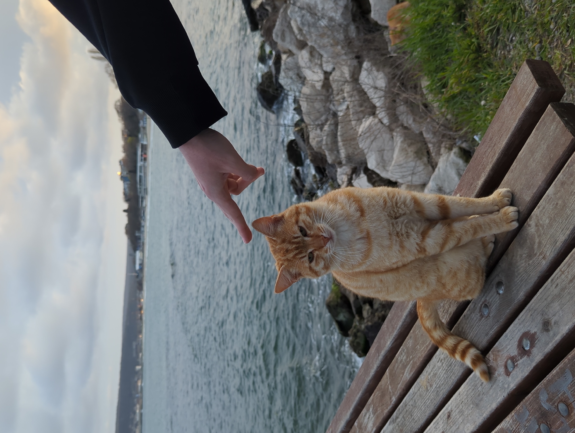 The original media file is a vertically oriented photograph, rotated 90 degrees clockwise, depicting an outdoor scene by a body of water, likely the Black Sea in Varna, Bulgaria. In the foreground, an orange tabby cat is sitting on a slatted wooden bench, which extends from the mid-right to the bottom right of the frame. The cat's body is mostly visible, with its striped tail curling on the bench. Its head is turned towards the upper left, looking at a person's hand.
A human arm, dressed in a black long-sleeved top, extends from the upper left corner, with the hand pointing a finger towards the cat's head. The cat appears calm and curious, with its eyes focused on the approaching finger. Behind the bench and cat, the scene features a rocky shoreline leading down to a body of water. The water is textured with ripples and reflects the overcast sky above. On the opposite side of the water, a distant coastline is visible, adorned with scattered buildings and faint lights, suggesting late afternoon or early evening light. The sky is largely covered with soft, grey clouds. There is no visible text.