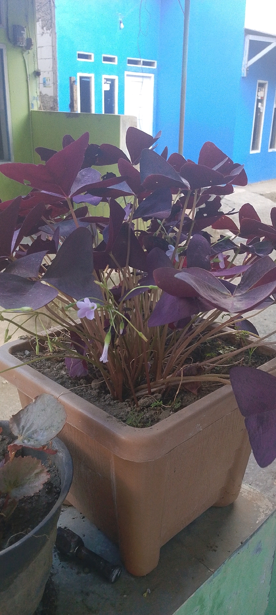The image depicts a close-up view of a potted plant with striking deep purple, heart-shaped leaves, commonly known as a Butterfly Plant or Oxalis triangularis. The plant is housed in a square, tan-colored plastic planter. Delicate, small, pale purple flowers are visible amidst the foliage, adding a subtle contrast to the dark leaves. The planter is situated on a weathered surface, possibly a table or ledge, which shows signs of wear and tear. In the foreground to the left, another potted plant with variegated leaves in shades of green and brown is partially visible, suggesting a collection of plants. To the left of the planter, a dark, cylindrical object with ridges, resembling a tool or a piece of hardware, lies on the surface.
The background reveals a building with a vibrant blue facade, featuring rectangular windows. To the left of the blue building, a section of a lime green wall is visible, with a rough, unfinished concrete structure in between. The overall setting appears to be an outdoor area, likely a patio or yard, in Sindangrasa, Indonesia, characterized by the style of the building and the common tropical plants. The lighting suggests it might be daytime, with some shadows indicating the presence of sunlight. There are no people or animals visible in the scene.