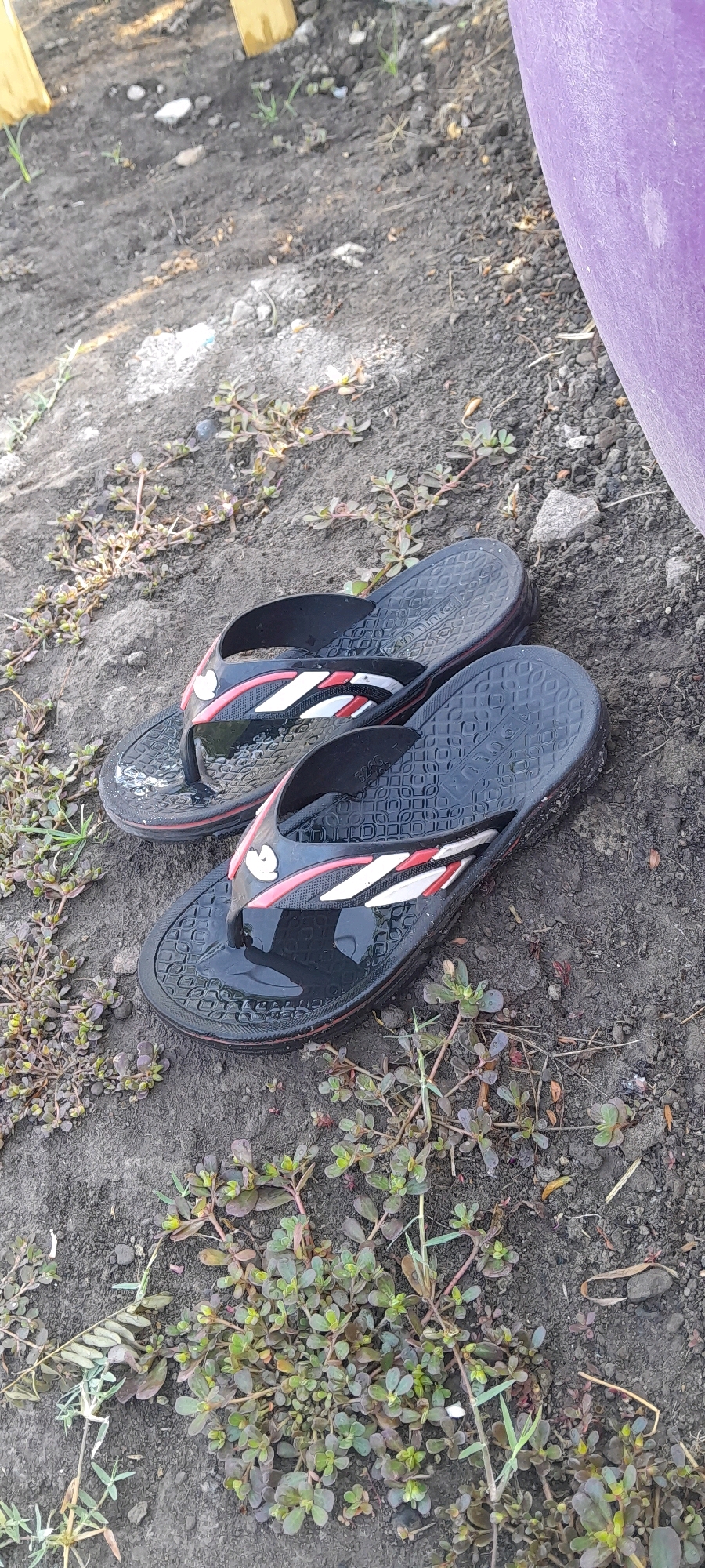 A pair of black flip-flops with red and white accents are lying on the ground next to some low-lying green plants and dirt. The flip-flops are wet, suggesting recent exposure to water. The ground is uneven and appears to be outdoors. In the background, a large purple object is visible on the right side of the frame, and some light-colored wooden posts are partially visible on the upper left. The overall scene suggests a casual outdoor setting in a rural or undeveloped area. There are no people or animals visible in the image. The scene is consistent with a location in Rejosari, Indonesia, which is known for its agricultural land and natural surroundings.
