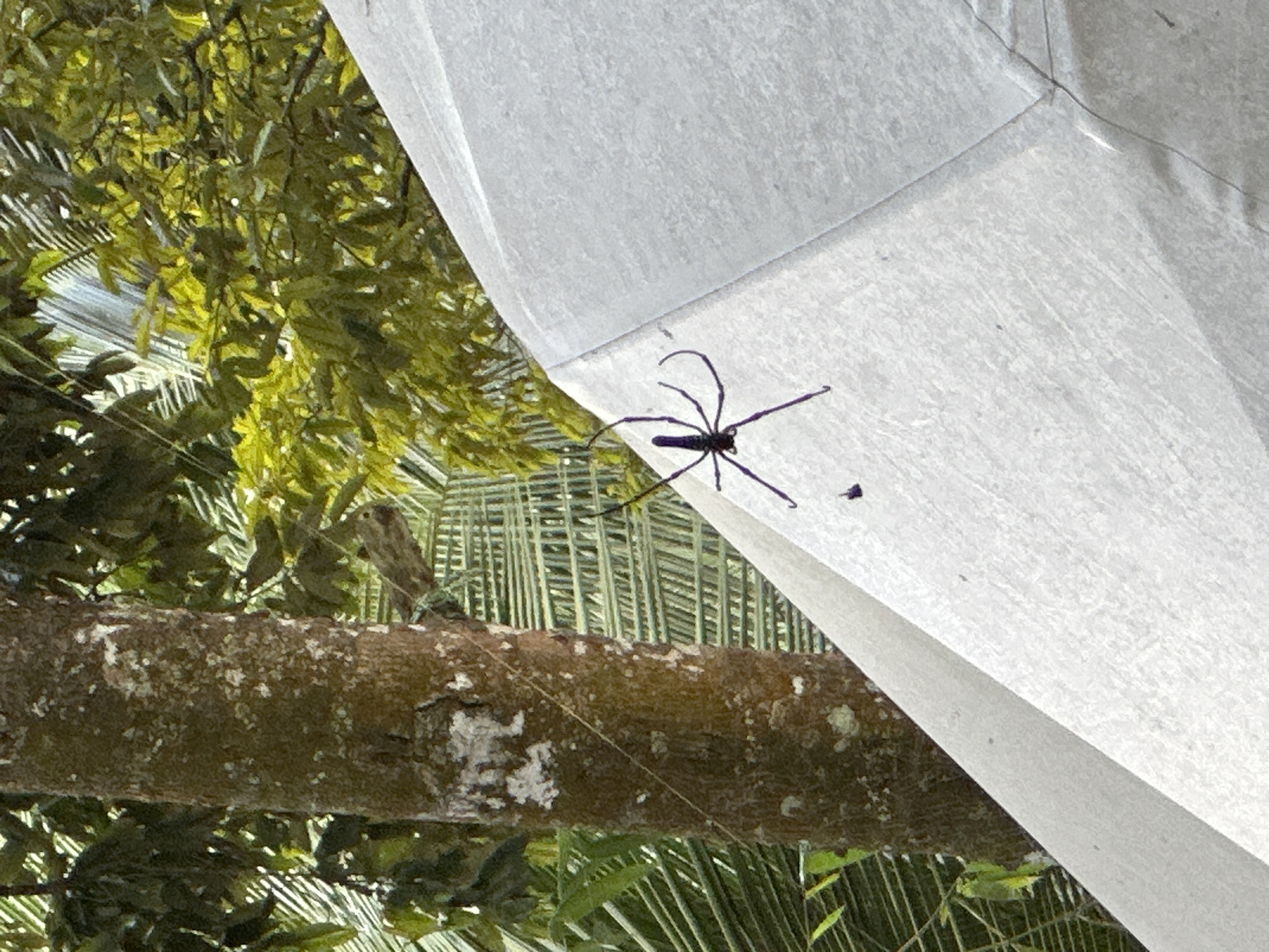 The image, likely taken in Licin, Indonesia, shows a large, dark spider clinging to the side of a white, sheet-like structure. The spider has long, slender legs and a dark body. A brown, textured tree branch runs horizontally across the middle of the frame, with green leaves and foliage visible in the background. The overall scene suggests an outdoor setting, potentially a garden or natural environment.