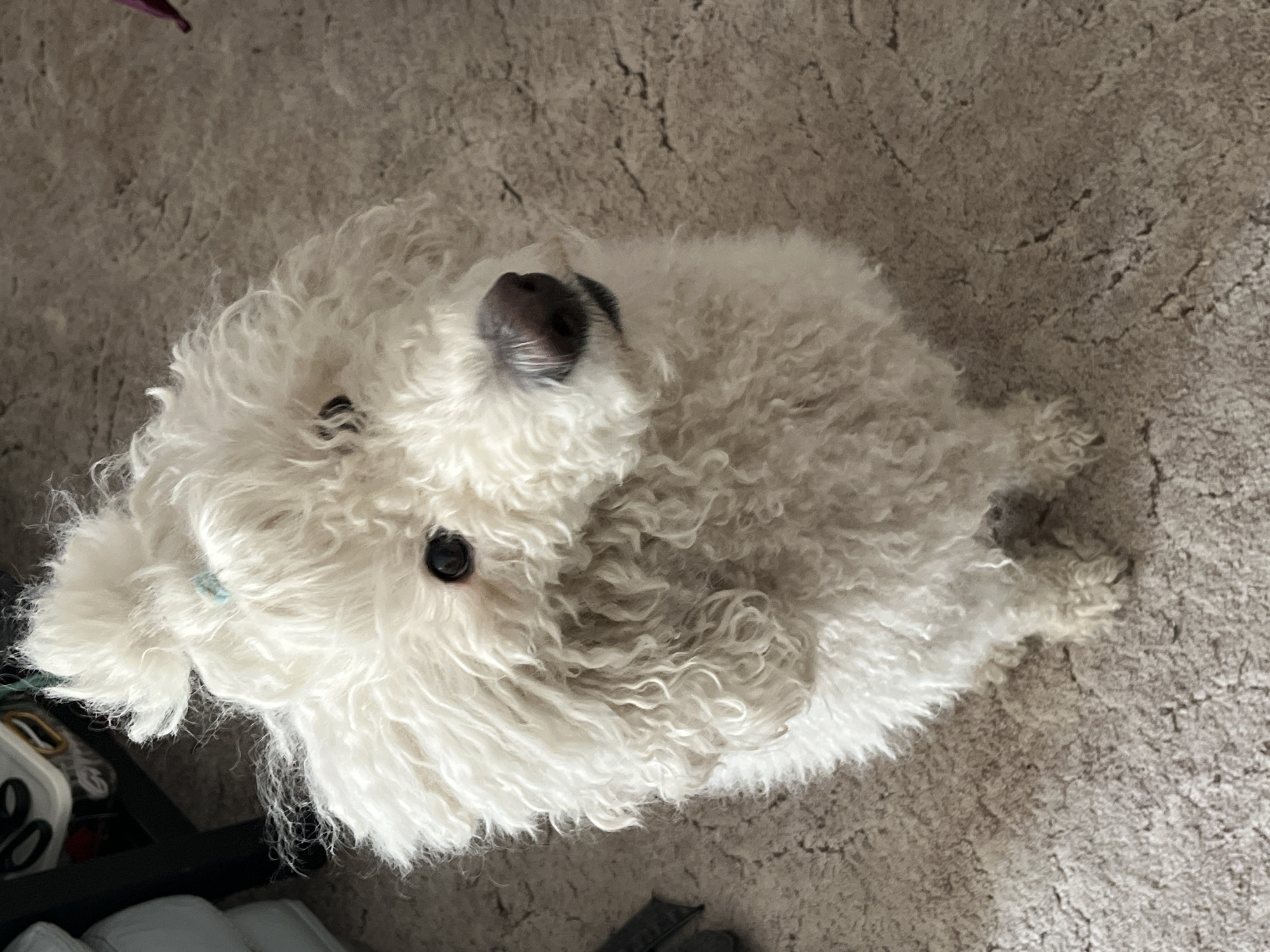 A fluffy white dog is lying on a beige carpet, looking up at the camera. The dog has curly fur, a black nose, and dark eyes. Its face is slightly tilted to the left. The scene is indoors and includes a black object and white objects in the lower left corner, partially obscured.