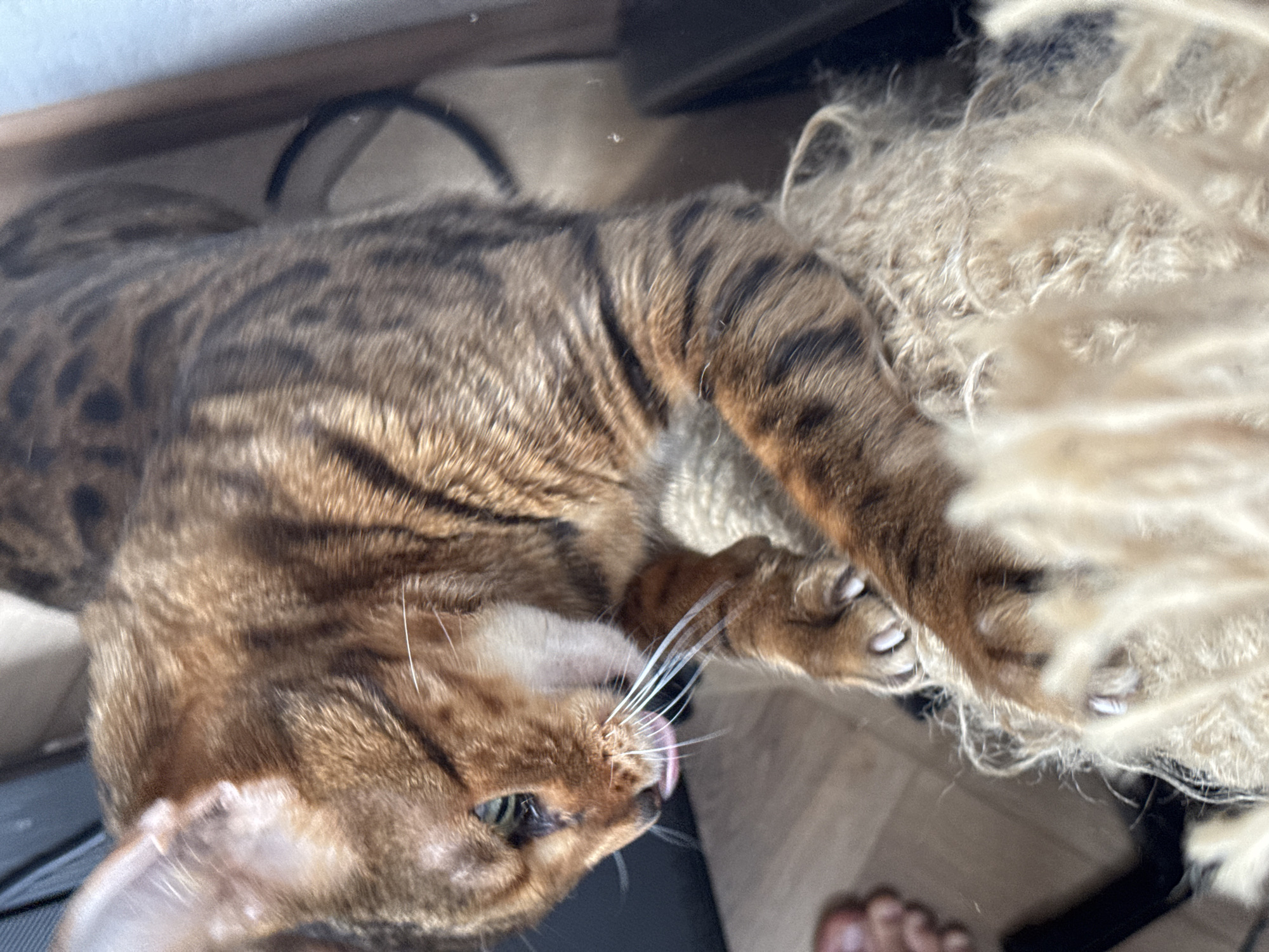 A Bengal cat is grooming itself on a beige scratching post. The cat is facing left and its tongue is visible as it licks its paw. The cat has brown fur with black spots and stripes. The scratching post is made of rough material and is covered in light-colored fibers. The background is blurred but appears to be an indoor environment with wooden flooring and some dark furniture. The lighting suggests it is daytime. There are no people visible in the image.