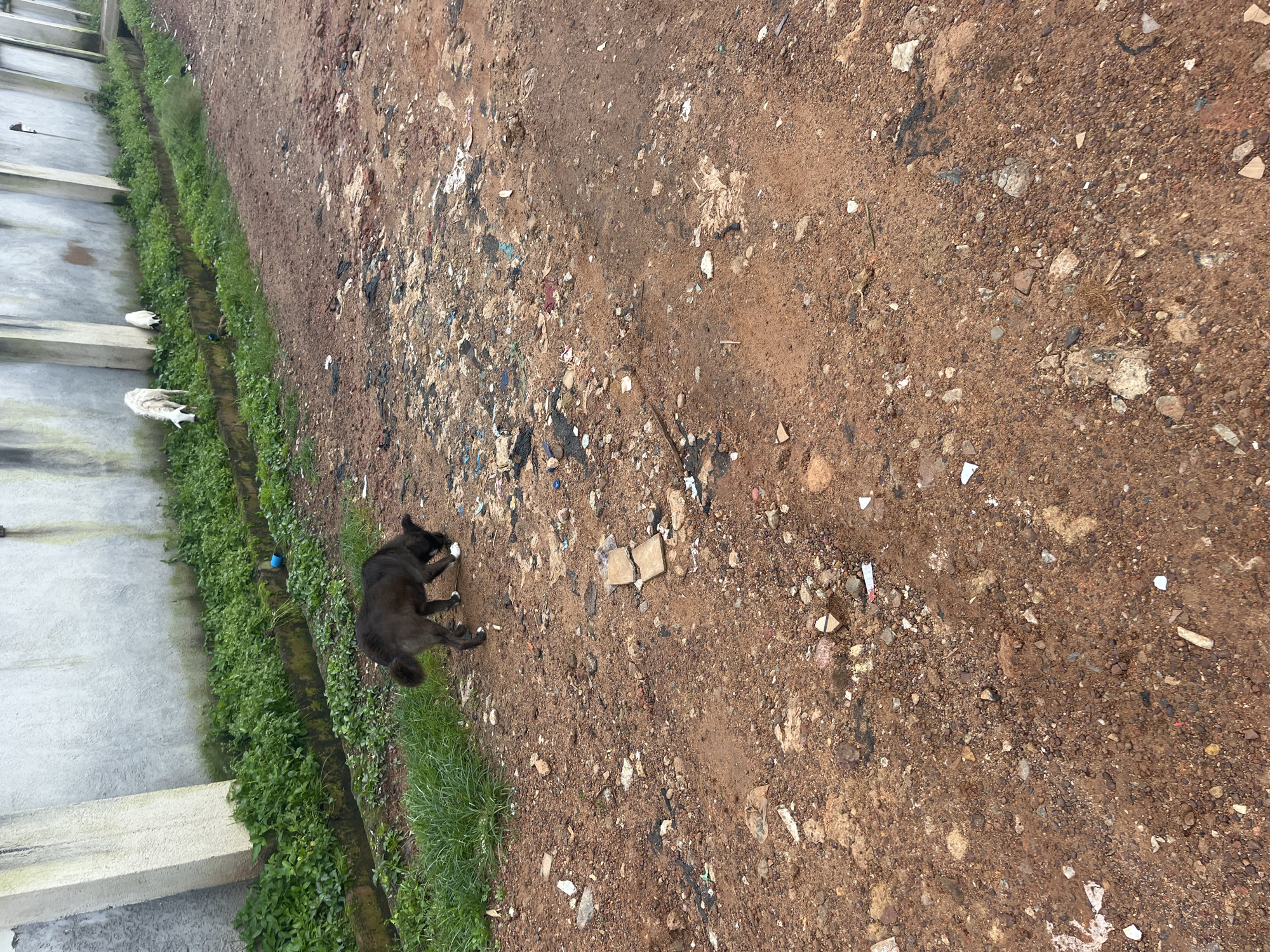 A black dog is foraging in the dirt and debris near a concrete wall in Jos, Nigeria. The ground is covered in reddish-brown soil, small stones, and scattered trash, including plastic wrappers and paper. A narrow drainage ditch runs along the base of the wall, overgrown with green vegetation. In the distance, two white sheep are grazing in the ditch. The wall itself appears weathered, with streaks of grime and moss.