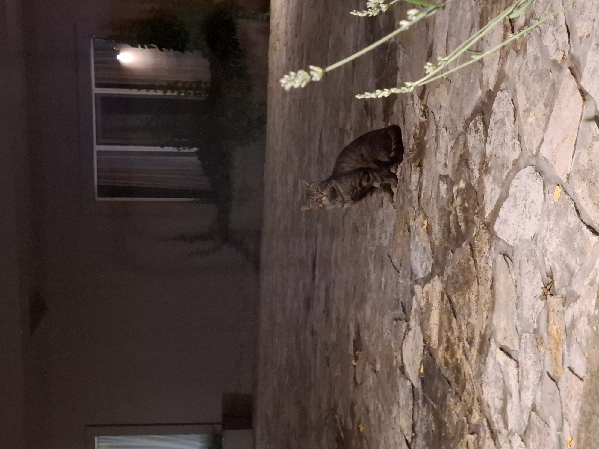A nocturnal image captures a tabby cat perched on a stone wall. The cat, with its striped fur in shades of brown and black, is positioned towards the left side of the frame, looking directly at the viewer with an alert expression. Its body is slightly hunched, as if in mid-movement or observation.
The stone wall, running diagonally across the image, is constructed from irregularly shaped, light-colored stones, joined by visible mortar. Above the cat and extending into the top right corner, a sprig of plant foliage with small, light-colored flowers is visible, possibly a type of lavender, adding a touch of natural detail.
In the background on the left, a building is partially visible, appearing dark and indistinct in the low light. A window on the building shows an internal light source glowing, indicating that it is nighttime. The rest of the background is shrouded in darkness, with hints of other foliage or structural elements.
The scene conveys a quiet, evening atmosphere in an outdoor setting, possibly a garden or courtyard adjacent to a residence. There is no visible text in the image.