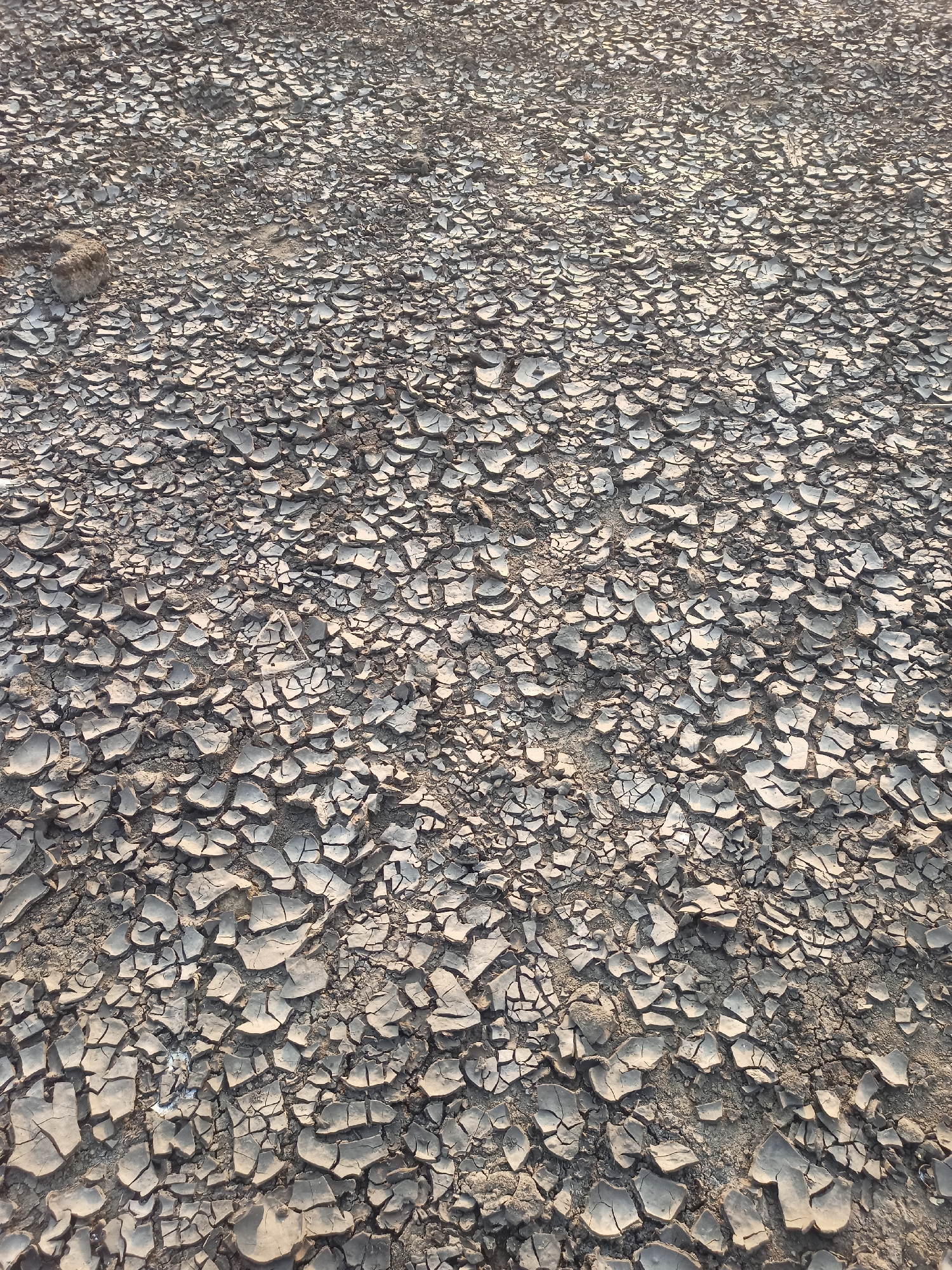 The image shows a dry, cracked earth surface, characteristic of drought conditions. The ground is composed of irregular, polygonal shapes formed by the desiccation of mud or clay. The texture is rough and uneven, with shadows cast by the raised edges of the cracks, suggesting the presence of sunlight at an angle. There are no people, animals, or man-made objects clearly visible in the image. The overall impression is one of arid desolation. The location is identified as Tanon, Indonesia.