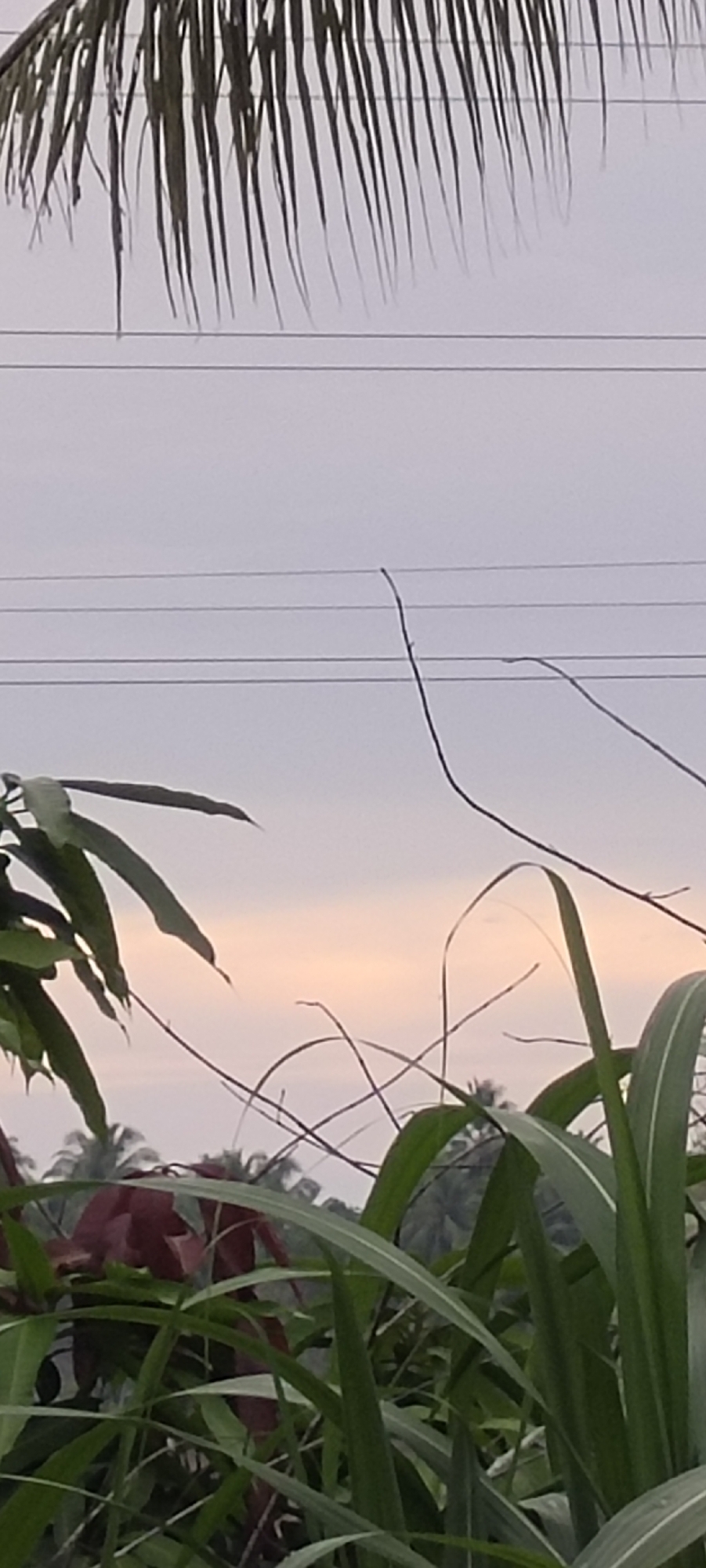 The image presents a landscape view under a dusky sky in Lhokseumawe, Indonesia. Three parallel power lines stretch across the upper portion of the frame. A palm frond hangs from the top edge, partially obscuring the sky. In the midground, thin, leafless branches intersect. A variety of foliage fills the foreground, including broad green leaves, possible mango leaves, and tall grass-like plants with visible veins. Additional trees are blurred in the distance, giving the impression of a tropical or subtropical environment. The sky shows a gradient from gray to orange near the horizon, suggesting either sunrise or sunset. There are no visible people, animals, or signs of explicit activity.