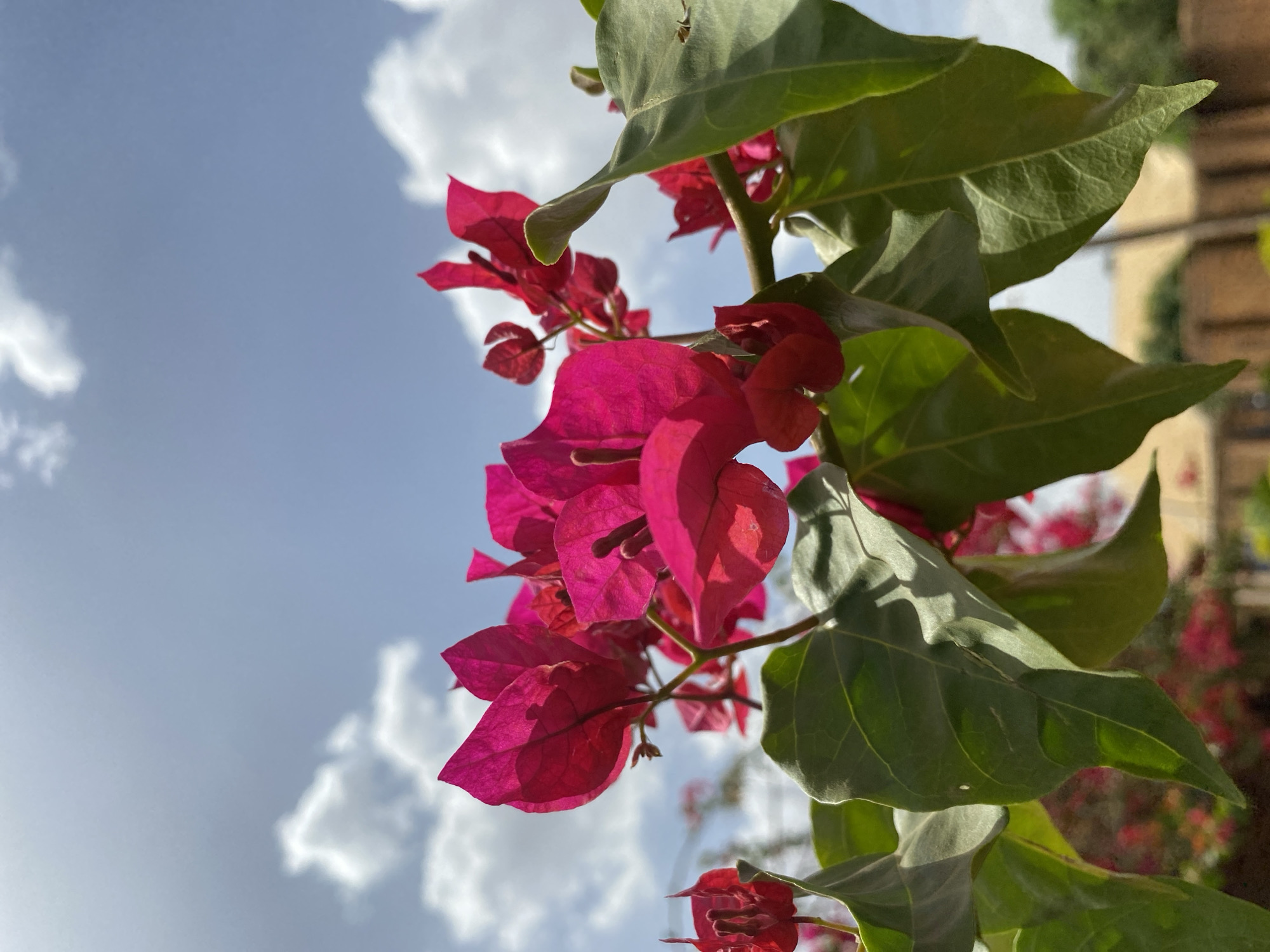A close-up, angled shot captures a vibrant display of pink bougainvillea flowers and green leaves against a backdrop of a partly cloudy, pale blue sky. The image is vertically oriented. The flowers are in focus and exhibit a translucent quality due to the strong sunlight shining through them. The leaves are in varying stages of shadow and light, revealing their texture and venation. The background includes blurred hints of a building with a terracotta-colored roof, suggesting an urban or suburban setting. Given the prompt, it is likely that this image was taken in the city of Jos, Nigeria. There are no people visible in the image.