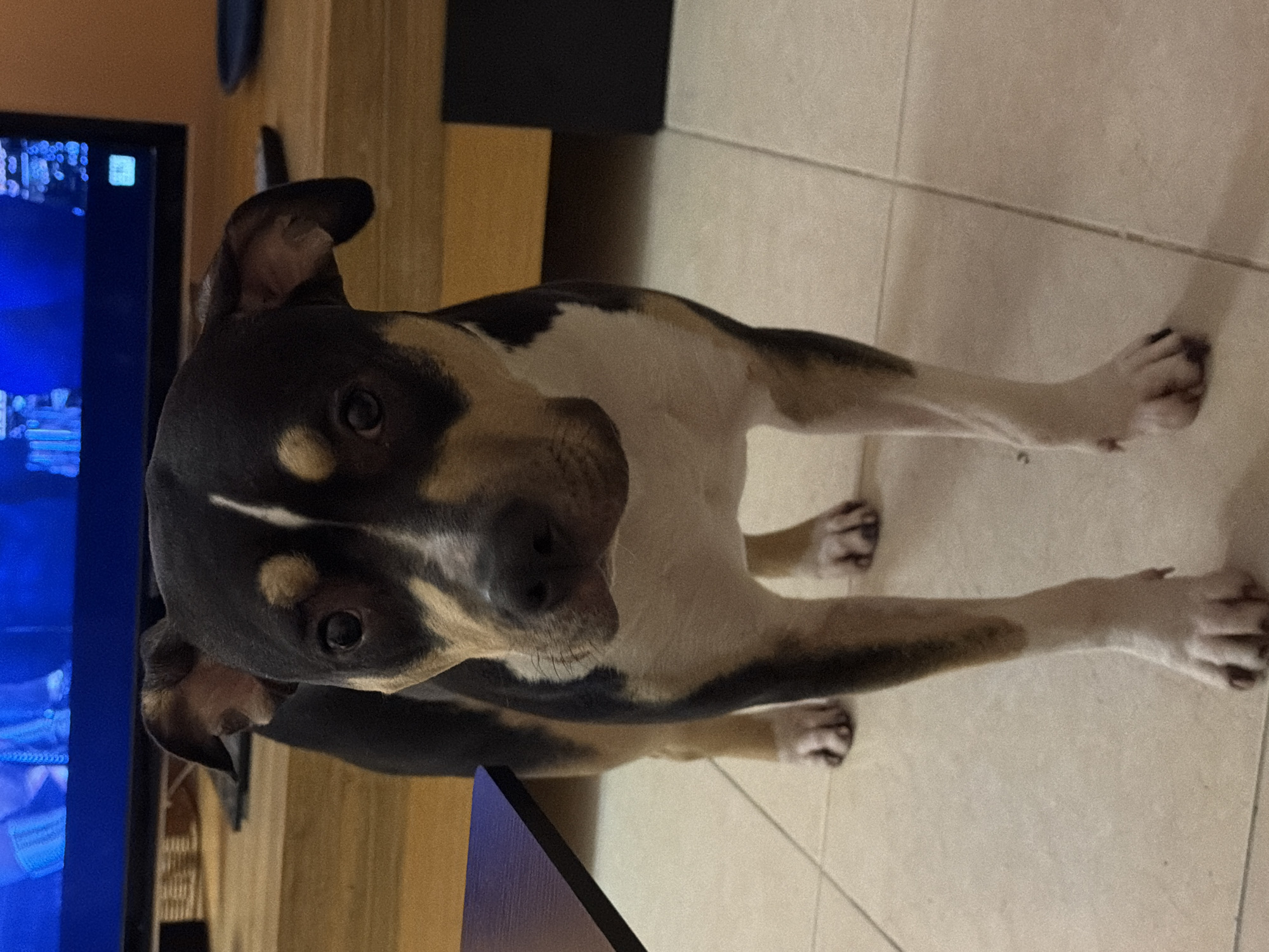 A tan, white, and black dog sits in front of a television and a light-colored wooden cabinet on a tan tiled floor. The dog is facing the camera and looking upward. The location cannot be determined.