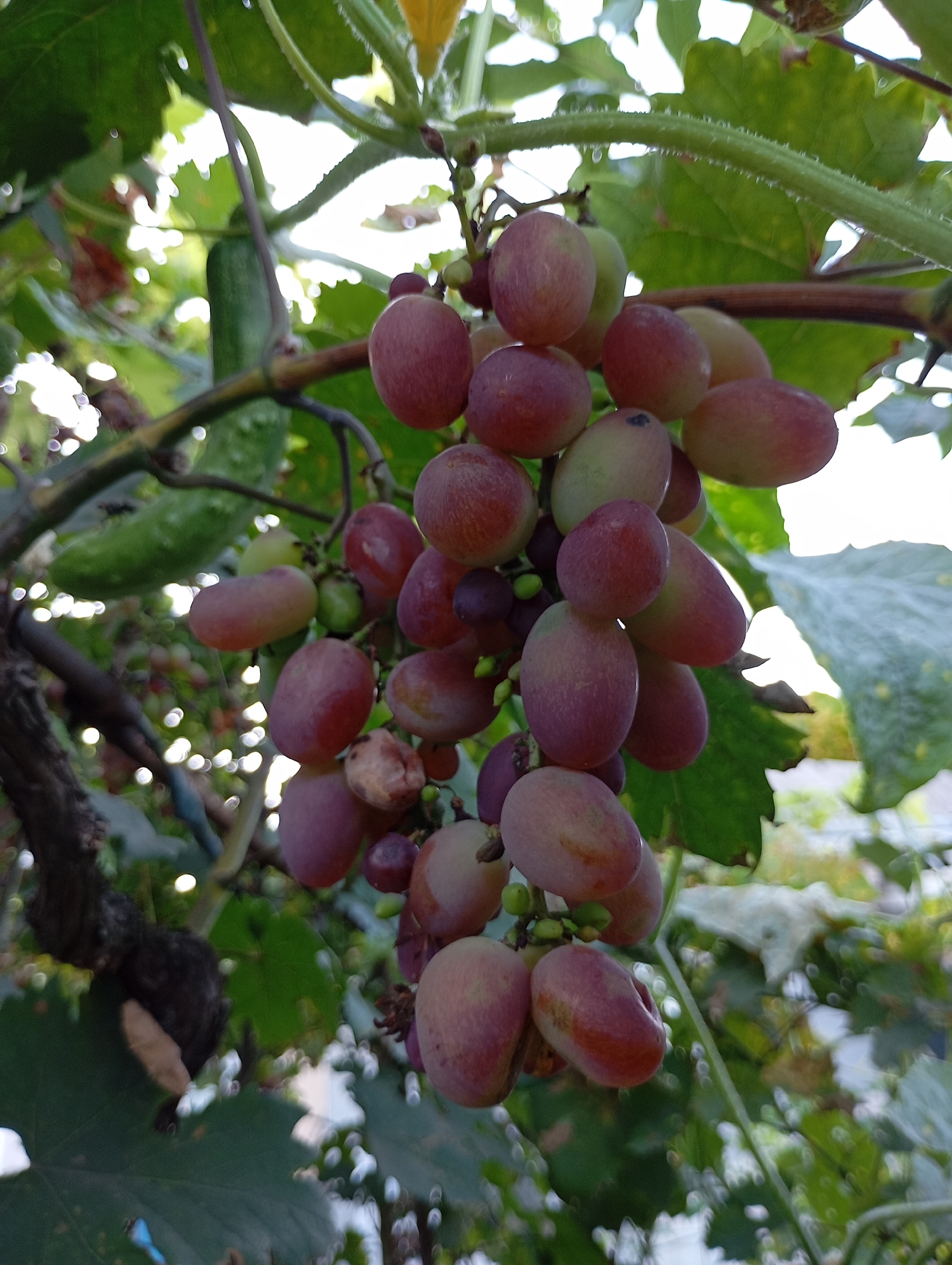A cluster of ripe red grapes hangs from a vine, surrounded by green leaves and a blurry cucumber in the background. The image was taken outdoors on a sunny day. The foreground is in focus, showing the texture and color of the grapes. The background is out of focus, creating a bokeh effect. The scene is in Horishni Plavni, Ukraine.