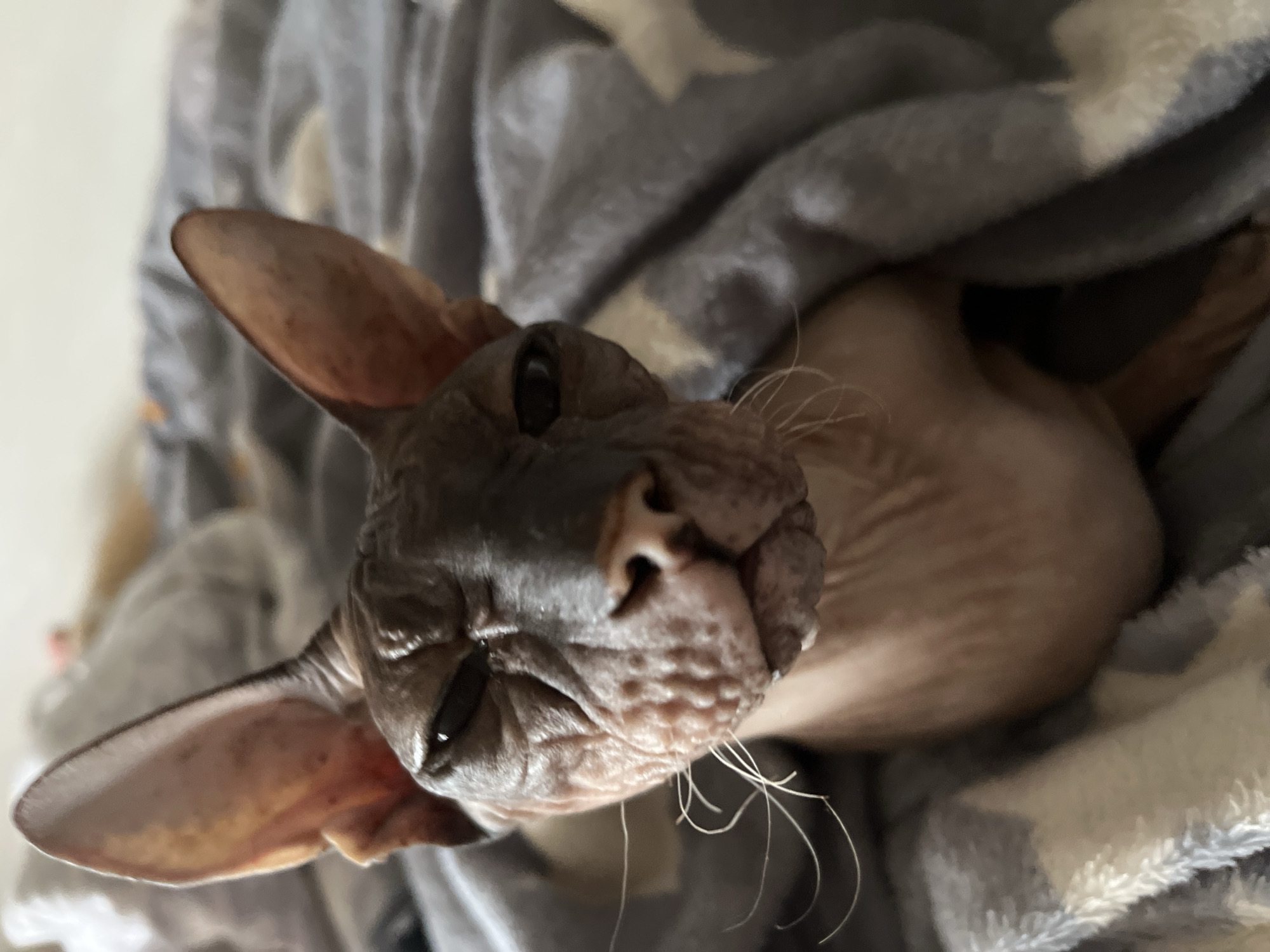A sphynx cat is wrapped in a gray blanket with white star patterns. The cat is facing forward with its eyes partially closed, and its ears are prominent. The blanket is draped around the cat's head and body, creating a cozy environment. The background consists of a blurred surface, possibly bedding. There is no indication of the city of Minsk, Belarus, or any other specific location.
