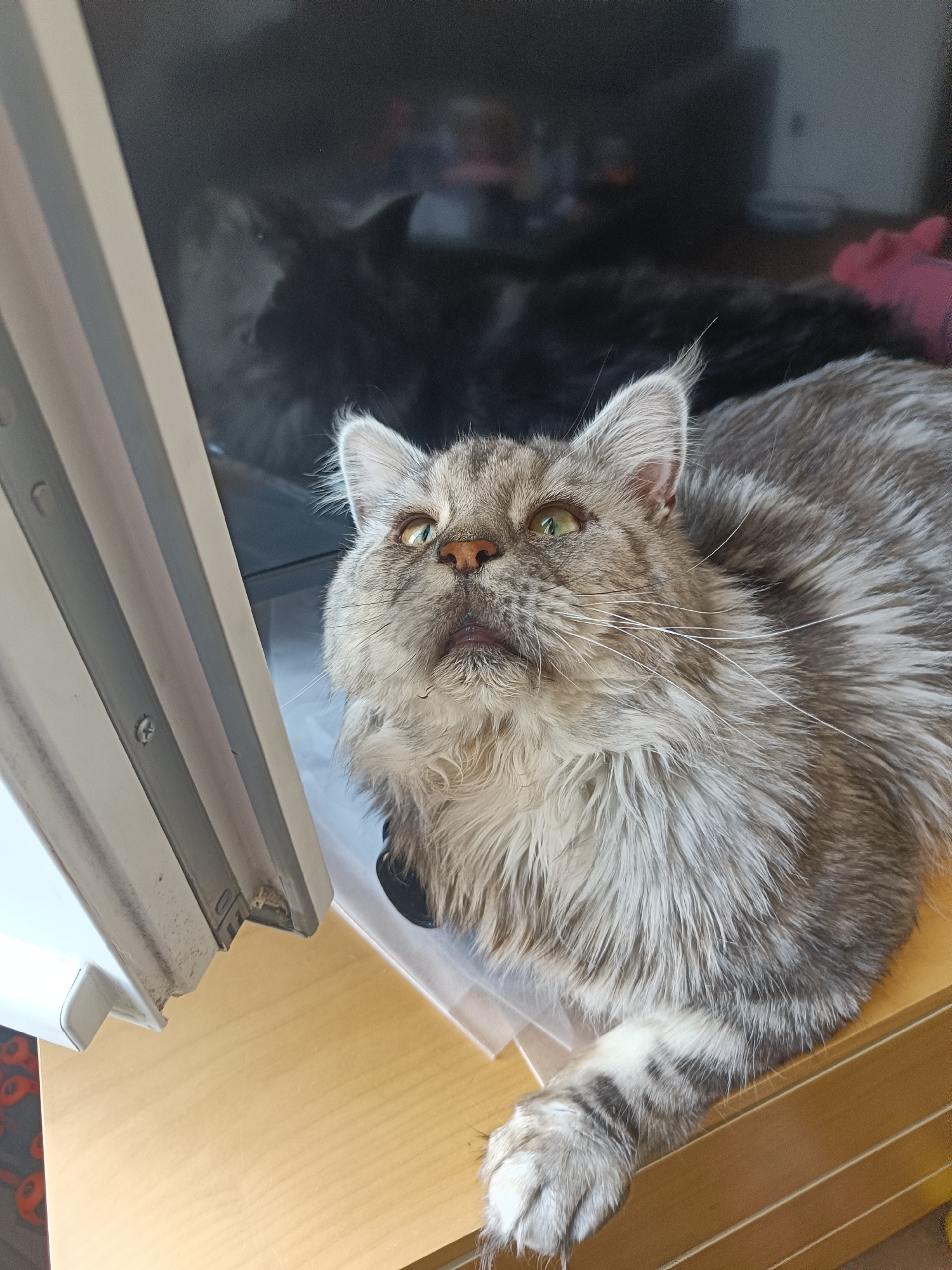 A medium shot depicts a gray and white long-haired cat lying on a light brown wooden surface adjacent to a white frame. The cat is looking upwards with its green eyes and has a black collar around its neck. A reflection of the cat and some objects are visible on a dark surface in the background. The location is indoors, in the city of Unknown, Unknown.