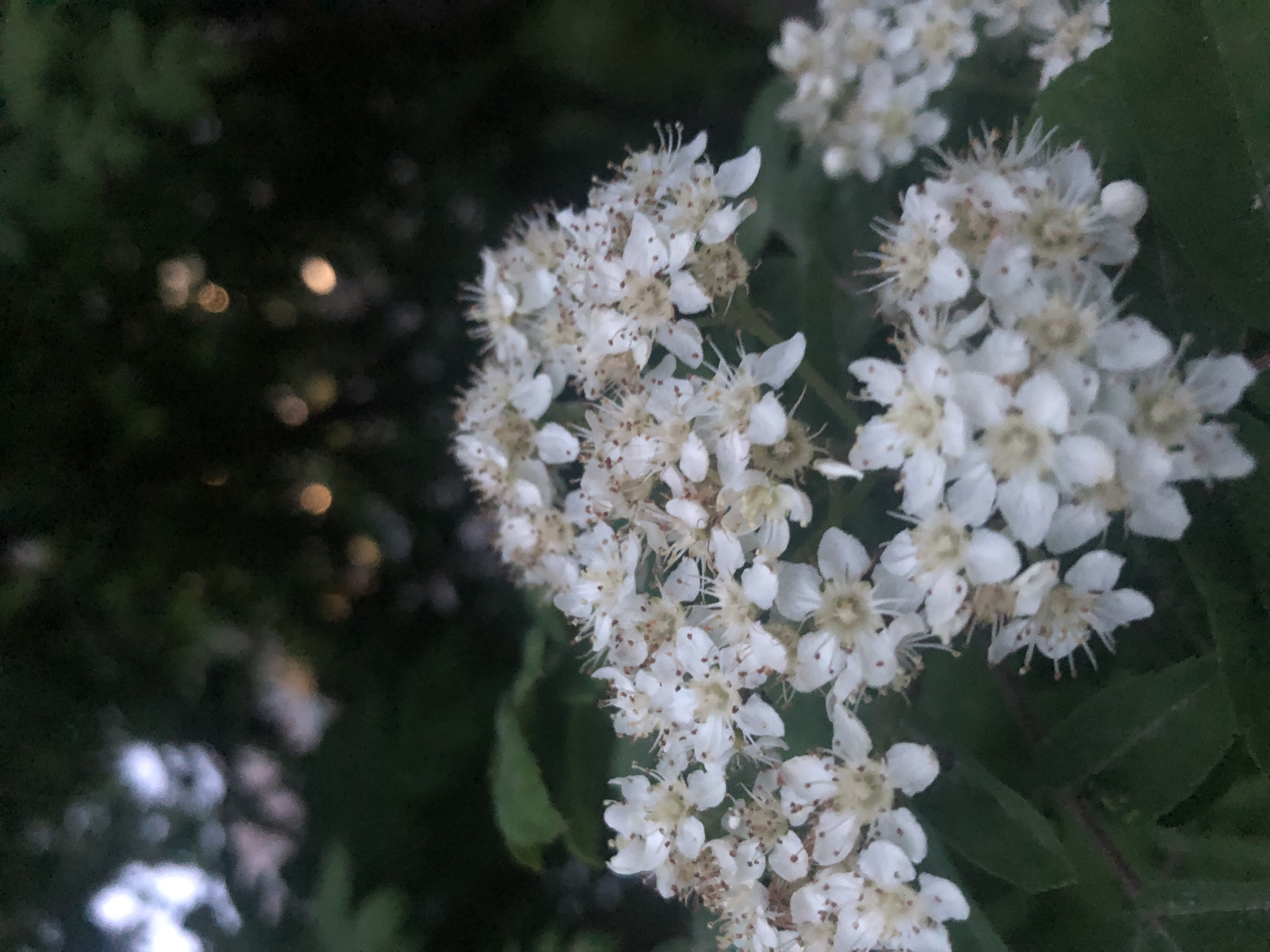 The image depicts a cluster of white flowers, possibly mountain ash blossoms, against a blurred backdrop of greenery and bokeh. The flowers are the primary subject, exhibiting small, five-petaled forms with noticeable stamens. The background is dark and out of focus, indicating a wooded or garden setting. The location details, including the city and specific location within it, are unavailable.