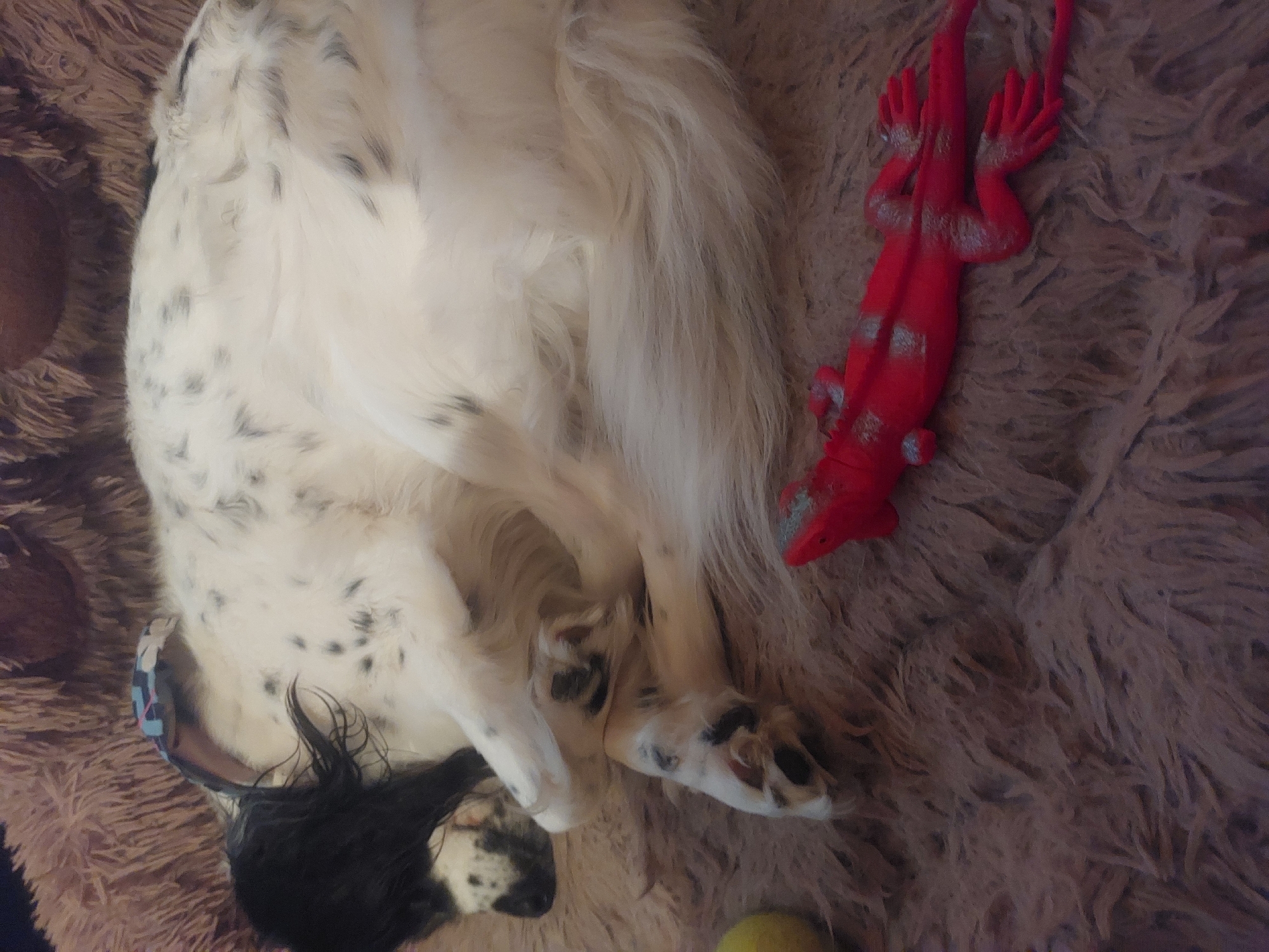 An overhead shot shows a white and black spotted dog lying on a tan, fluffy blanket next to a red toy alligator. The dog's head, which is mostly black, is on the left side of the frame, while its rear end is on the upper right. The red toy alligator is next to the dog's body on the right side of the frame. A small yellow ball is near the bottom of the frame. The photo was taken in an indoor setting. The location in Tsarevo, Bulgaria is not discernible from the image.