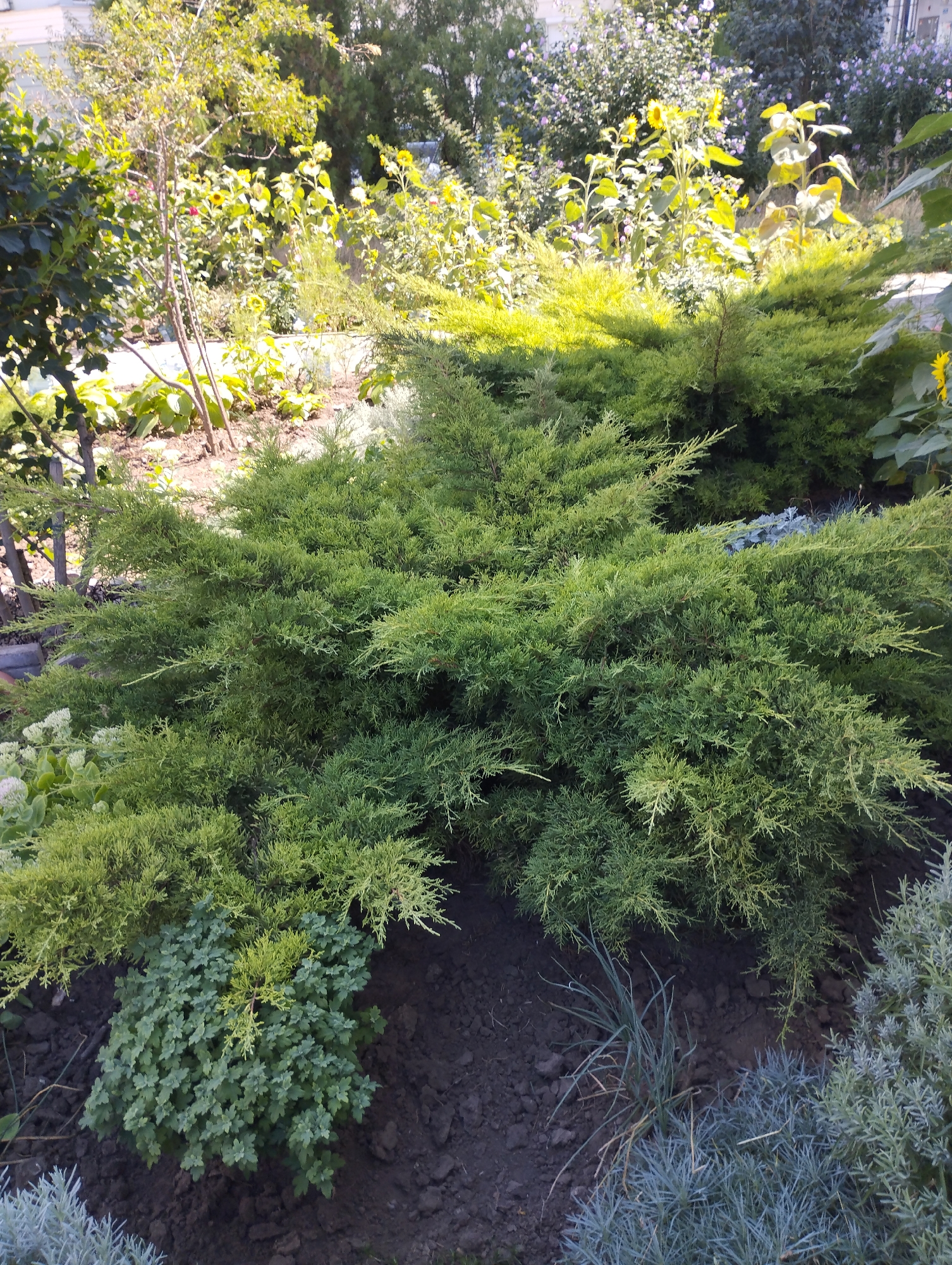 The image depicts a garden scene with lush green foliage in the foreground and midground, characteristic of a temperate climate. The primary subjects are several evergreen shrubs, possibly junipers, with their dense, scale-like leaves forming a sprawling, low-lying appearance. Interspersed with these are smaller plants, one with small, rounded leaves, and a few wispy grasses. In the background, taller plants with broad leaves and some flowering plants, including what appear to be sunflowers and possibly zinnias, are visible. The ground is a dark, loamy soil. Sunlight filters through the leaves, creating dappled light and shadow, suggesting an outdoor setting on a clear day. Based on the vegetation type and the typical gardening styles observed in coastal regions of Ukraine, this scene is likely located in a private garden or public park in the city of Chornomorsk, Ukraine, known for its Black Sea coastline and mild climate conducive to such plant life. There are no people or animals present in the image. The overall impression is one of a well-maintained, thriving garden.