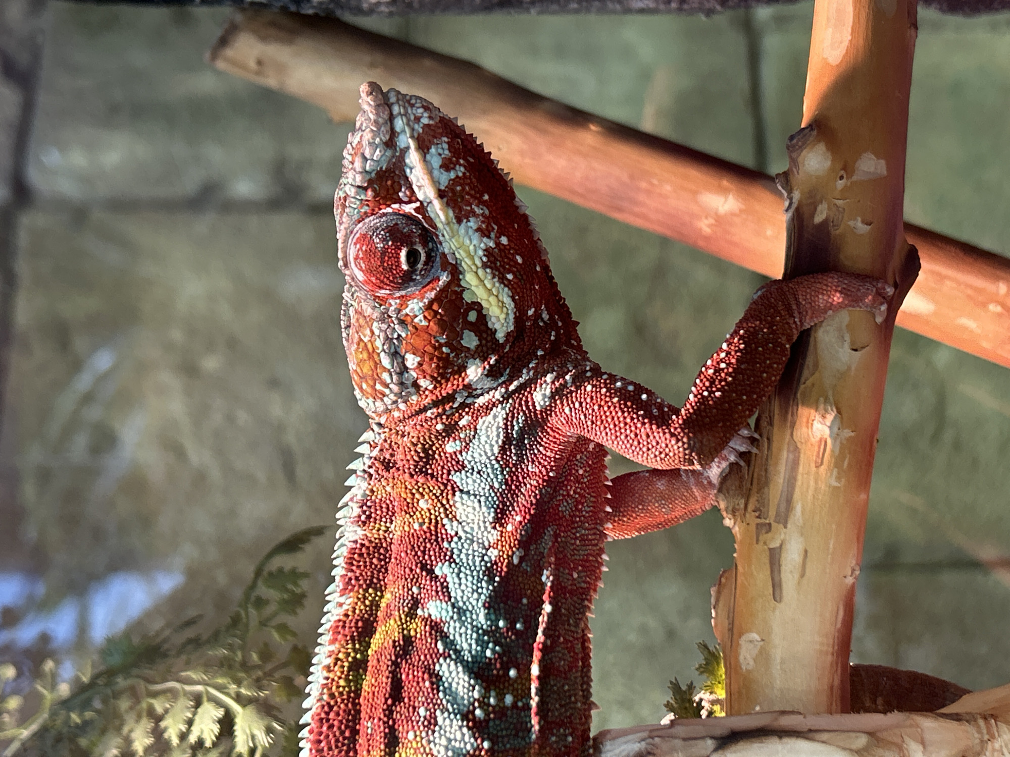 A chameleon with vibrant red, yellow, and blue scales is perched on a branch. The chameleon's body is covered in small, textured scales, and its eyes are prominent and focused. The branch appears to be part of a naturalistic enclosure, possibly in a zoo or a private collection. The background is blurred, with hints of greenery and rocky textures. There is no discernible location in Yekaterinburg, Russia, mentioned or suggested in the image.