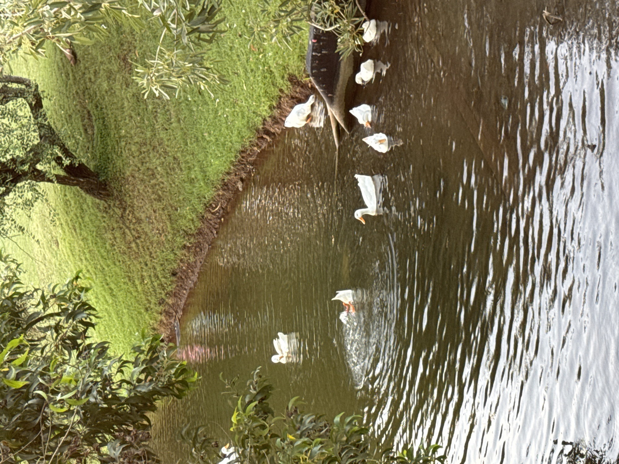 The image depicts a pond with ducks swimming in it, located in Pecatu, Indonesia. The pond is surrounded by grass and trees. There are approximately 10-12 white ducks in the pond. Some ducks are near the edge of the pond, while others are further out in the water. The water has ripples and reflections. The image appears to be taken from a slightly elevated position, possibly from behind some trees or bushes.