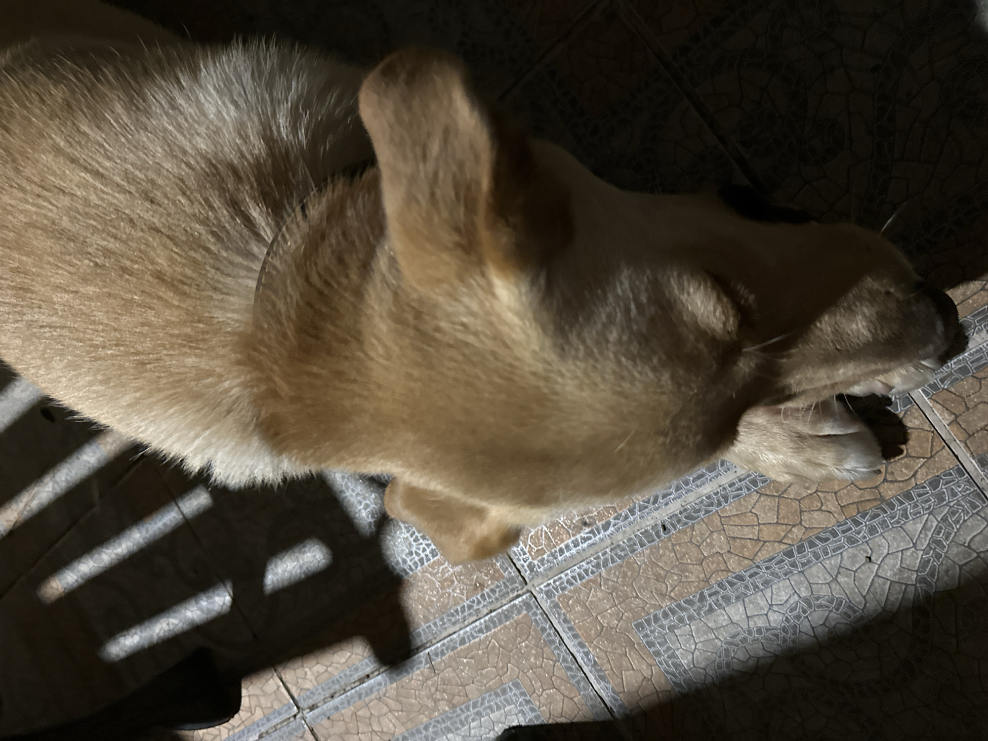 The image shows a close-up, high-angle shot of a light brown dog lying on a tiled floor. Sunlight casts striped shadows across the dog and the floor. The dog's head is lowered, and its eyes are closed or not visible. The dog appears to be resting. The floor is made of square tiles with a pattern of brown and grey geometric shapes. The background is dark and out of focus. There is no indication of the city of Sochi, Russia, or any other specific location.
