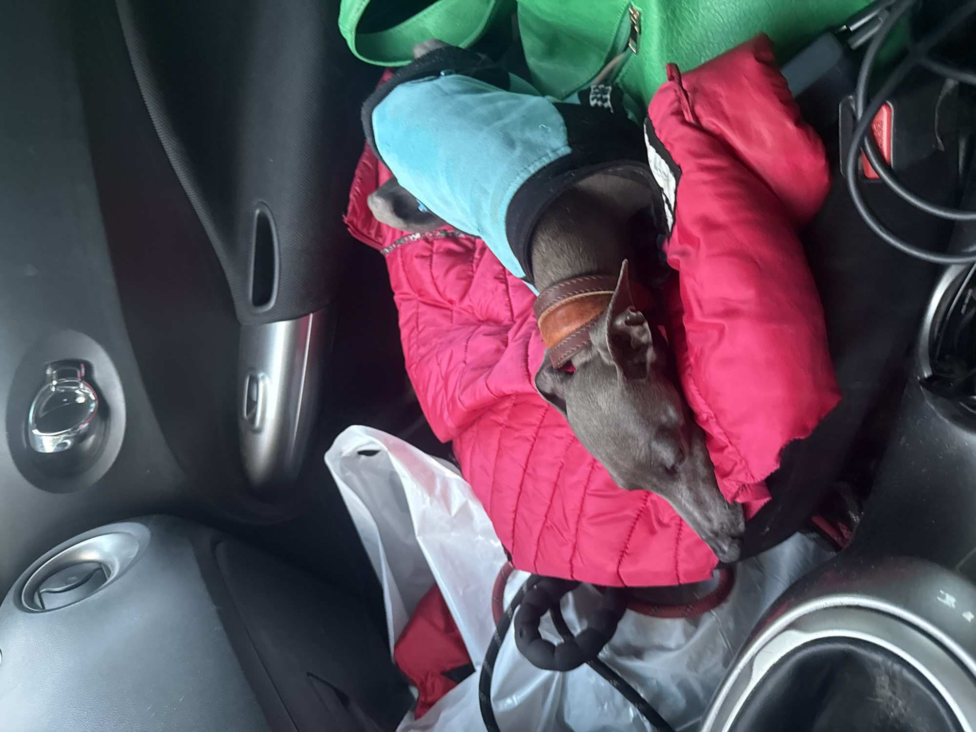 The image depicts the interior of a vehicle. A small, dark-colored dog wearing a blue and black sweater and a brown collar is lying down on a bright pink puffy jacket. The dog's head is resting on the jacket. Partially visible in the background are white plastic bags, a black coiled cord, and a green bag. The car's interior includes dark gray plastic panels and metallic accents, consistent with a vehicle's dashboard and door. The scene appears to be a still moment, possibly during a car ride. There is no visible indication of the city of Lyady, Russia, or any specific urban environment within the image.