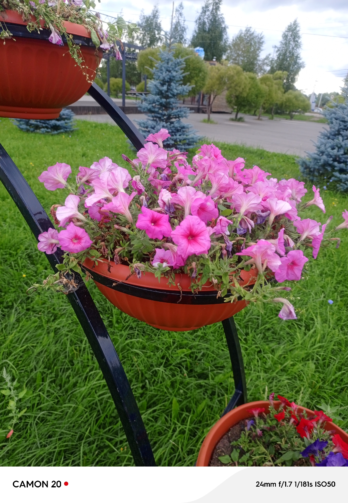 The image depicts a close-up view of pink petunias in a terracotta pot suspended from a black metal stand. The background shows a park-like setting with manicured green grass, several small blue spruce trees, and deciduous trees in the distance. The sky is overcast. In the lower right corner, a small terracotta pot with red and purple flowers is partially visible. Text at the bottom of the image indicates "CAMON 20" and camera settings: "24mm f/1.7 1/181s ISO50". The scene appears to be an outdoor decorative planting in a public space.