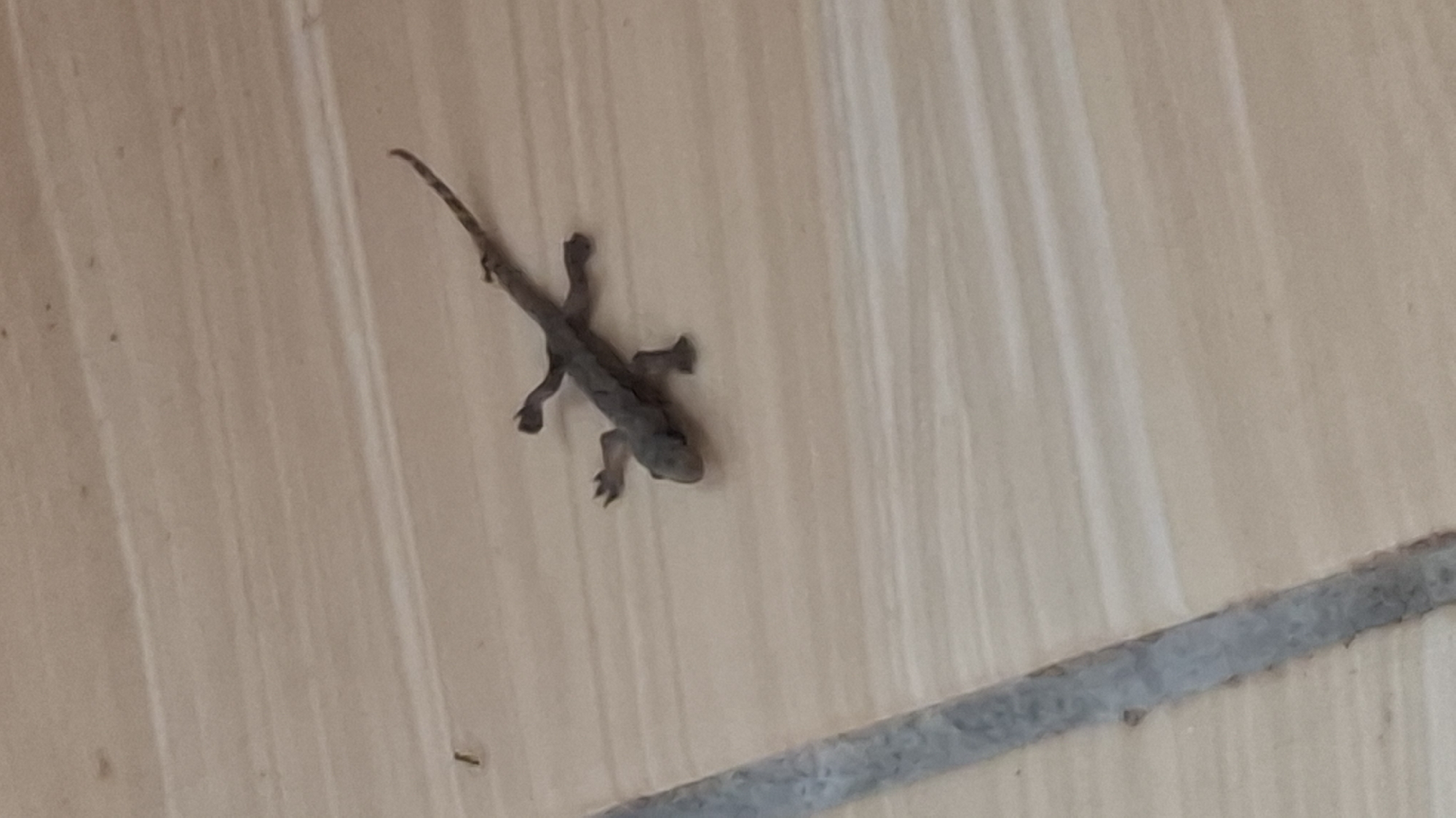 A dead lizard lies on a tiled surface. The lizard is dark gray and appears to be very small. It is lying on its back, with its legs splayed out. The tiled surface is light brown and has a wood-grain pattern. The background is out of focus, but appears to be a wall.