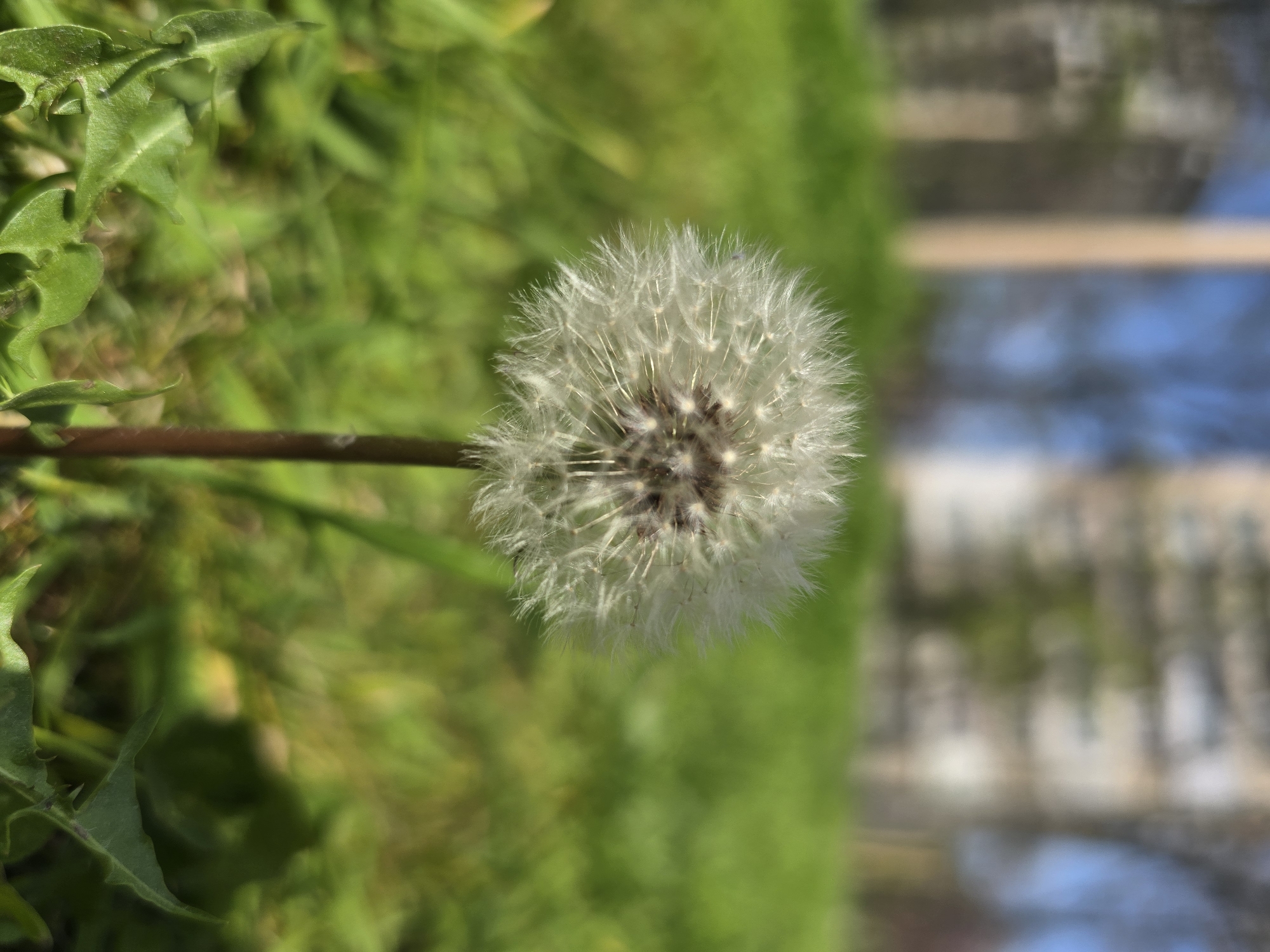 A close-up, vertically oriented photograph captures a dandelion seed head (pappus) against a soft, blurred background. The dandelion, with its delicate white, parachute-like seeds radiating from a darker center, is positioned slightly to the left of the frame on a slender brown stem. The individual feathery seeds are clearly visible, suggesting a sunny, bright environment.
In the foreground and midground, particularly on the left side, there is lush, vibrant green foliage, likely dandelion leaves and grass, which is partially out of focus, adding to the shallow depth of field.
The background is heavily blurred, creating a bokeh effect. It features horizontal bands of color and light. On the right side, a distinct area of bright blue suggests a body of water or a clear sky reflected. Above this blue, lighter, muted tones of beige, grey, and brown with horizontal lines imply the presence of distant structures like buildings, fences, or a railing. The overall impression is one of nature (the dandelion and green growth) juxtaposed with a human-made environment in the distance. The bright lighting indicates it is daytime. No people, specific activities, or visible text are present in the image.
