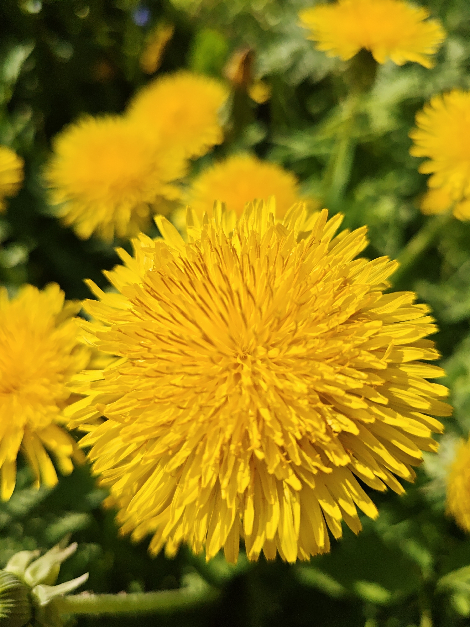 The image shows a close-up of a dandelion flower in full bloom. The flower is a vibrant yellow color and dominates the foreground of the image. Several other dandelion flowers are visible in the background, slightly out of focus. Green foliage surrounds the flowers. The location is Боровково, Russia. The image depicts a natural setting, likely a field or yard, with dandelions as the main subject. There are no people, actions, or interactions visible in the image.