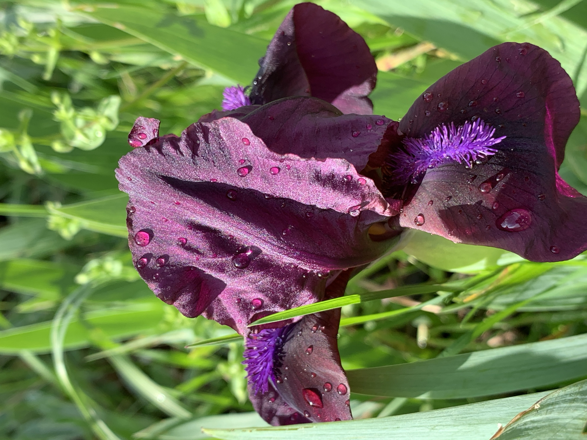A close-up shot of a dark purple iris flower with water droplets on its petals, set against a backdrop of green grass and foliage. The flower is the main subject, and its details are sharply focused. The setting appears to be an outdoor garden or natural area. The location is not specified.