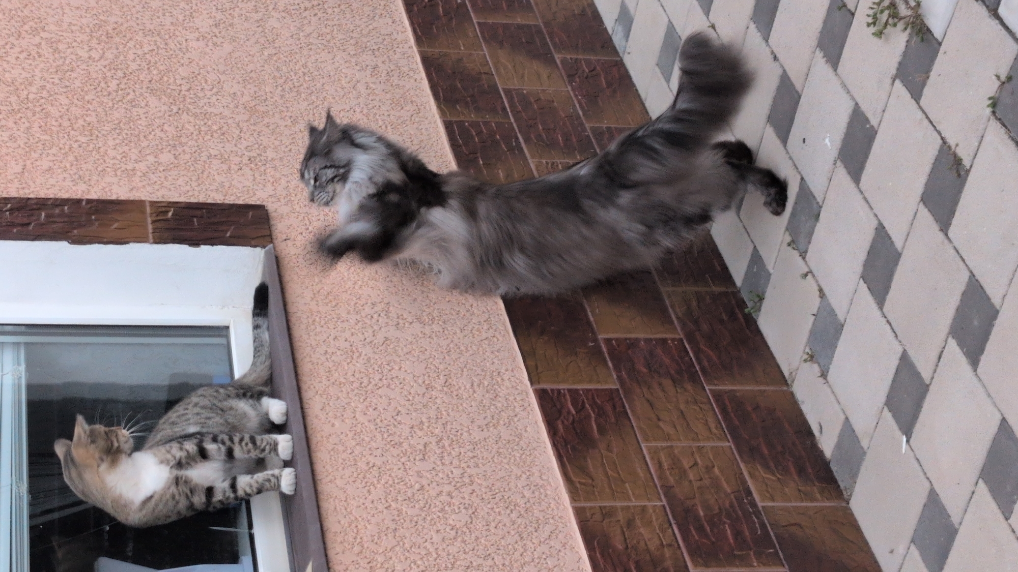 A tabby and white cat sits on a windowsill of a building with textured beige walls, looking out a window. To its right, a long-haired gray cat stands on its hind legs, reaching up the wall, its front paws extended. The building's exterior is adorned with brown brick-like tiles below the textured beige section, and the ground is paved with a checkered pattern of light beige and dark gray square tiles. The scene appears to be in a residential area, possibly a courtyard or garden, in the city of Izmail, Ukraine.