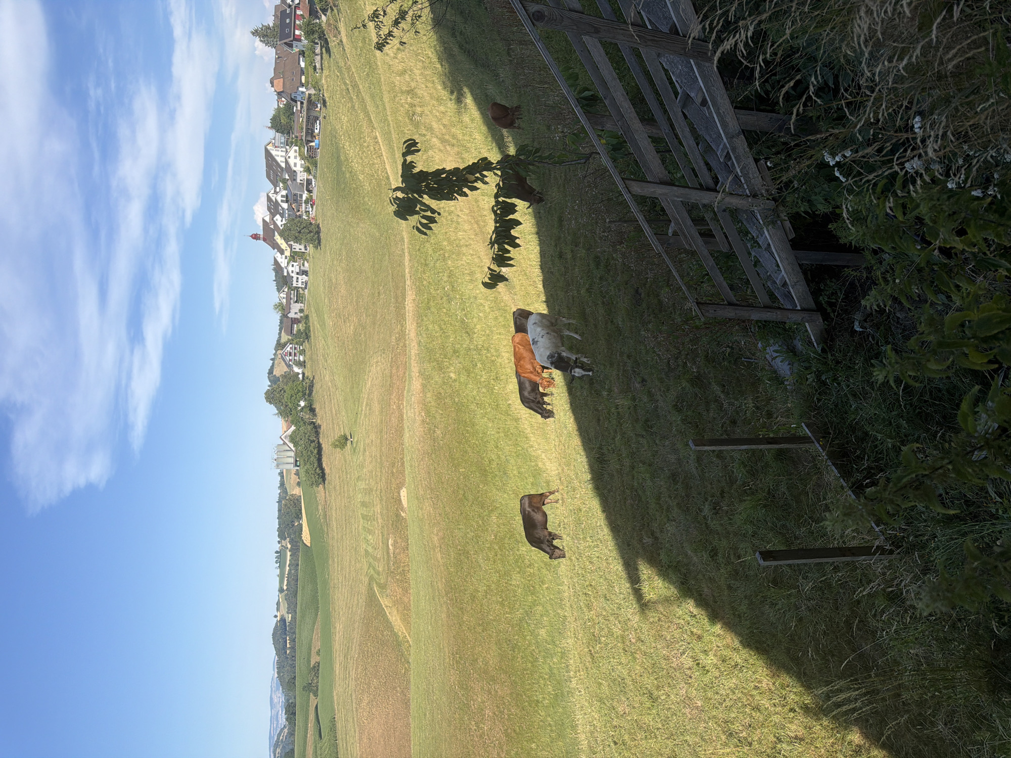 The image depicts a pastoral landscape in Ufhusen, Switzerland, under a bright blue sky with scattered clouds. In the foreground, a rustic wooden staircase descends from the right, partially obscured by tall grass and foliage. A prominent shadow casts across the lower left quadrant of the scene. Beyond the stairs, a grassy hillside slopes gently, dotted with several cows grazing. Among them are at least two brown cows, one white and brown cow, and possibly another dark-colored cow. In the mid-ground, a village with white- and light-colored buildings, including a church with a red steeple, is nestled amongst rolling green hills. Agricultural fields, some appearing mown, stretch across the undulating terrain. In the far distance, more hills and greenery are visible, suggesting a rural setting. The overall impression is one of a serene countryside scene in the late afternoon or early morning, given the long shadows.