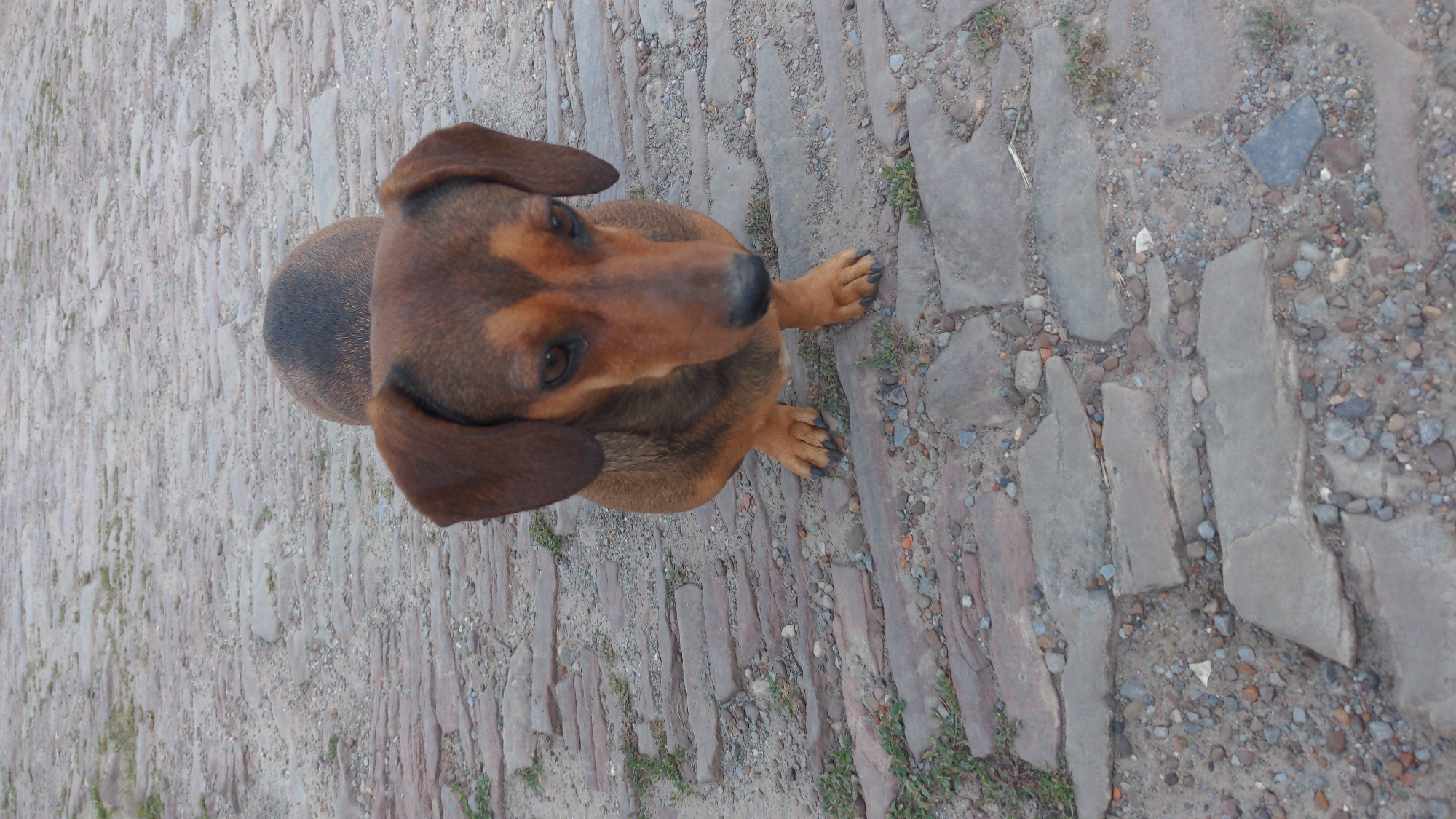 A brown dachshund dog stands on a cobblestone path. The dog is facing forward with its head slightly tilted downwards. Its ears are long and floppy, and its eyes are dark brown. The dog's fur is a mixture of brown and black. The cobblestone path is made up of irregular-shaped stones and pebbles, with some patches of green grass growing in between. The background is out of focus, but it appears to be an outdoor setting. The scene is a street in the city of Zalishchyky, Ukraine.