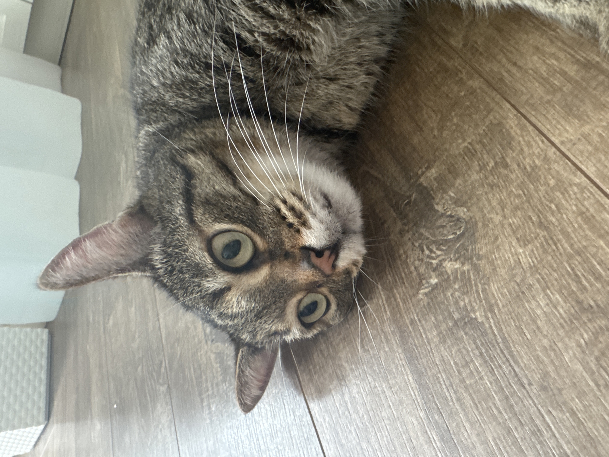 A tabby cat lies on a wooden floor, its head tilted upwards. The cat has green eyes and a pink nose, with prominent white whiskers. The floor has a wood grain pattern. In the background, a white object with a textured surface is visible on the left. The lighting suggests it is daytime, and the indoor setting is neutral. There is no visible text in the image. The cat's wide eyes and head tilt give it an alert or curious expression.
