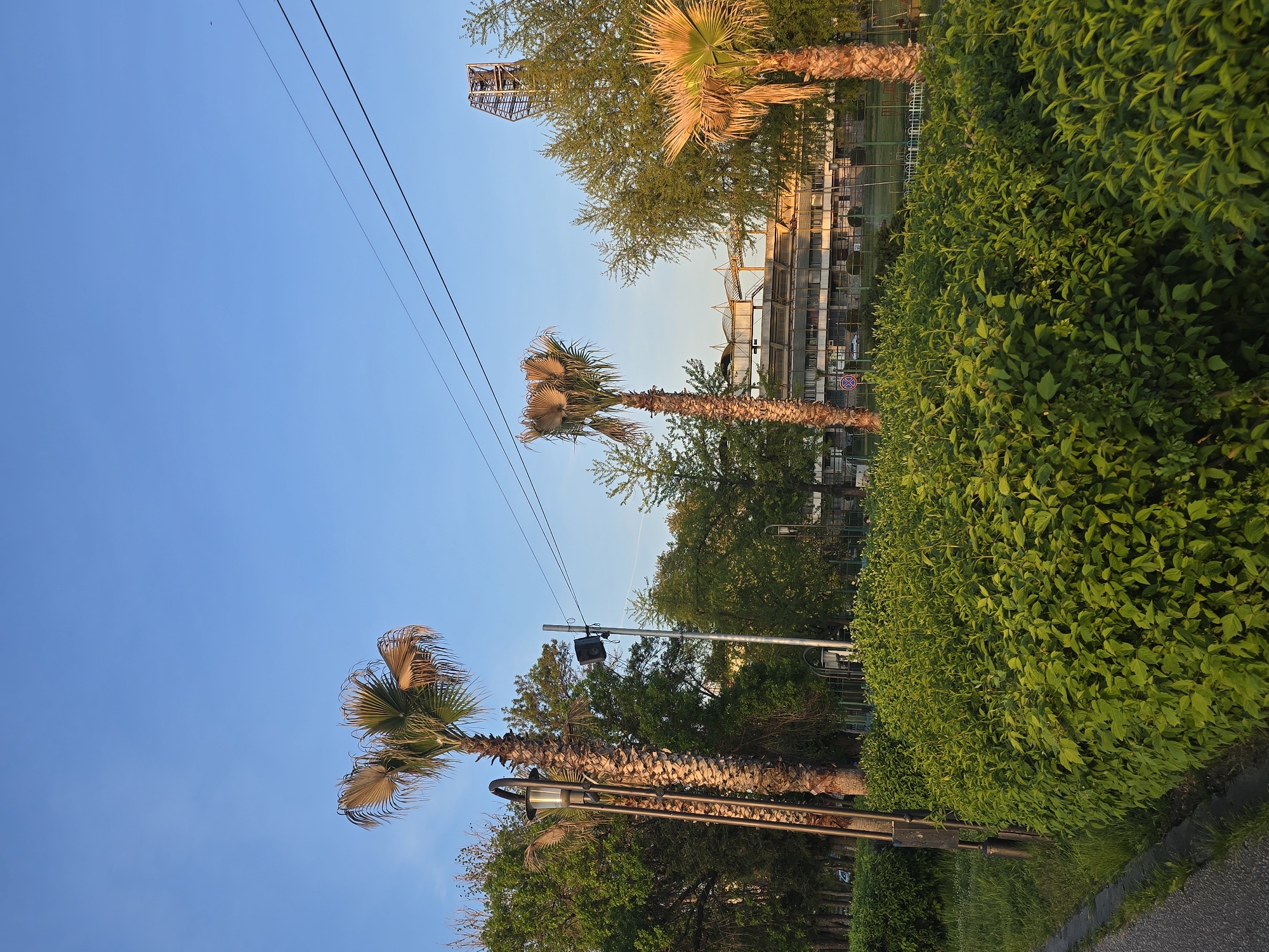 An outdoor scene captured under a clear blue sky, likely in the late afternoon or early morning given the golden light hitting the palm trees and distant structures. The primary subjects are several tall palm trees with visible trunks and lush fronds, positioned on the left and center of the frame. To the right, a dense, well-maintained green hedge runs diagonally across the image, separating a paved area (possibly a sidewalk or road) in the foreground from the mid-ground.
In the mid-ground, behind the hedge and palm trees, there are several buildings with a modern or industrial appearance, possibly part of a sports complex or a large facility. Further in the background, a tall, open-framework metal tower (possibly a communication tower or floodlight tower) stands against the sky. Overhead, multiple power lines stretch horizontally across the frame.
Notable details include a street lamp post positioned near one of the palm trees, and a separate utility pole with a black box (possibly a speaker or light fixture) attached. A red and white "No Entry" sign (a red circle with a white horizontal bar) is partially visible in the mid-ground, indicating a restricted area or direction. A small, dark bird can be faintly seen flying in the expansive blue sky. The lighting creates distinct shadows, particularly from the foliage. No people are visible, and no specific activity is taking place; the scene is static.