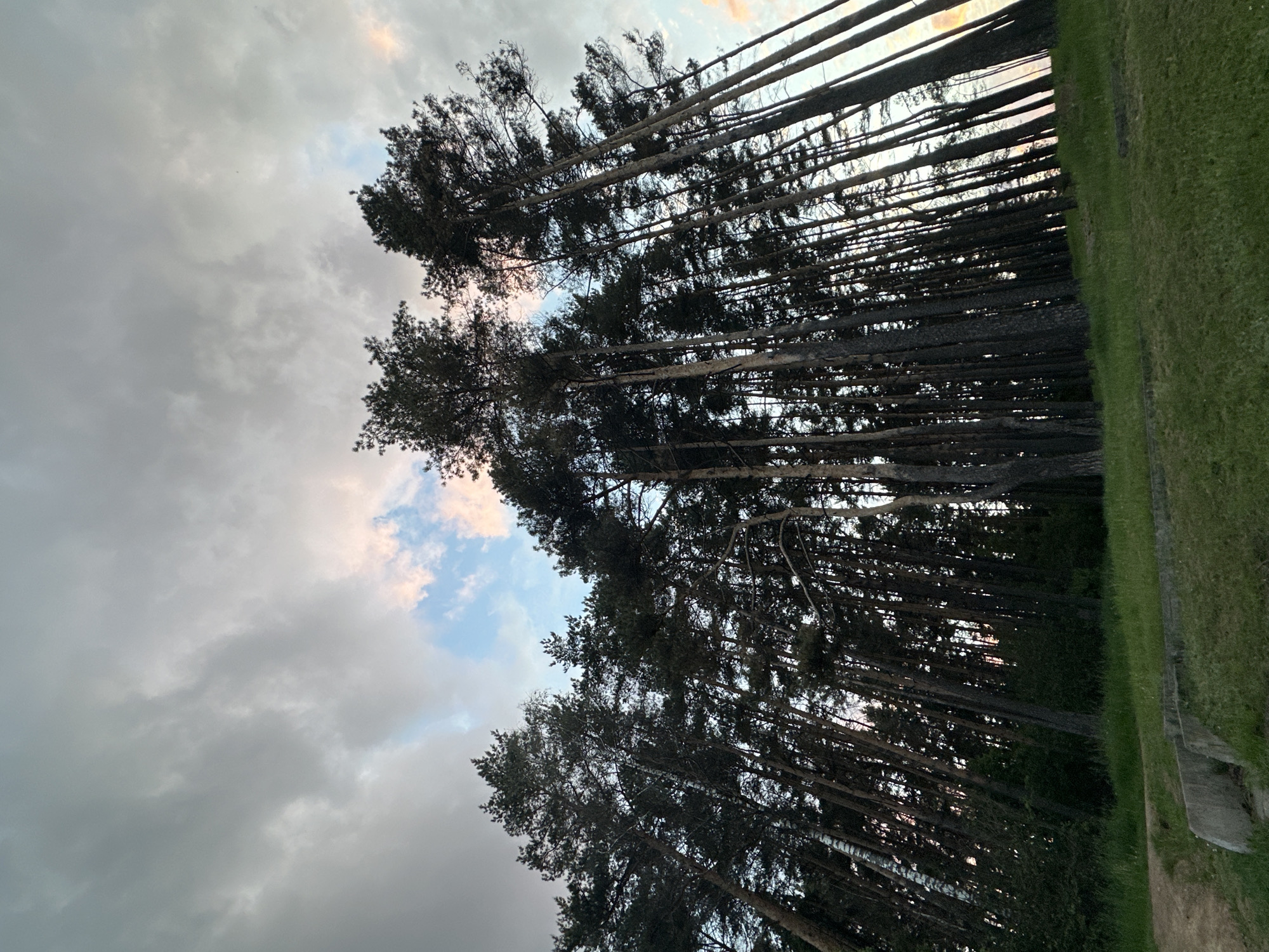 The image depicts a view from the ground looking up at a forest of tall, slender trees under a cloudy sky, with the top right corner including a patch of grassy ground. The trees are mostly pines, with dark bark and green foliage at the top. The sky is a mix of light blue and gray clouds, with some hints of pink near the horizon, suggesting it may be near dusk or dawn. The photo is taken from an angle, making the trees appear to lean towards the right. There is a small grassy area on the right side of the image. The image shows a forest scene in a green zone, likely located near Minsk, Belarus.