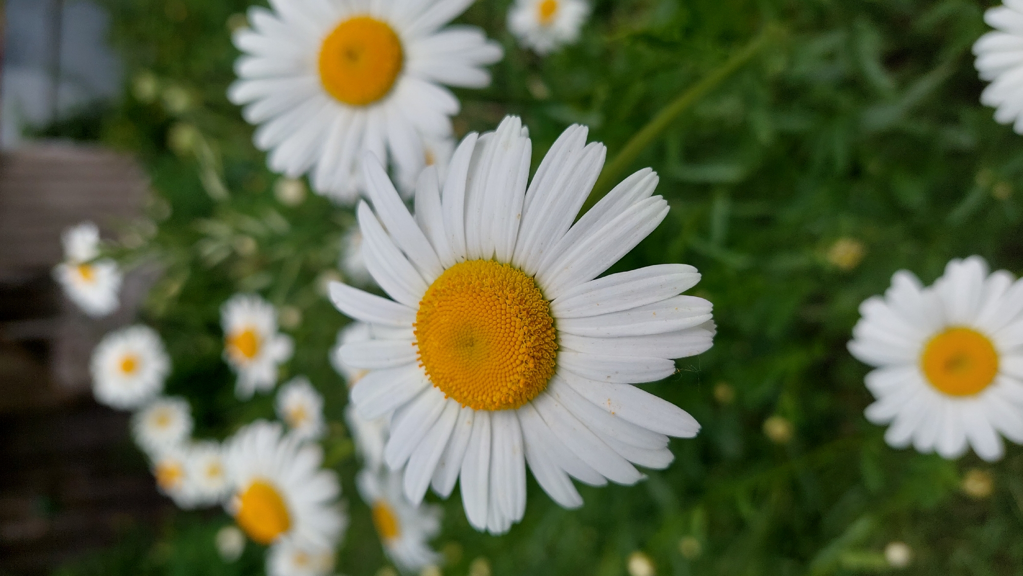 The image captures a close-up, shallow depth-of-field shot of several white and yellow daisies. The primary subject is a large daisy positioned slightly to the right of the frame's center, sharply in focus. Its numerous white petals radiate outwards from a prominent, textured yellow disc florets center. The petals exhibit slight natural imperfections and subtle variations in texture.
Behind the main daisy, several other daisies are visible, mostly out of focus, creating a soft bokeh effect. Some appear as distinct white and yellow blurs, while others are less defined. The background consists predominantly of blurred green foliage, suggesting a garden or natural outdoor setting. On the far left, a dark, indistinct wooden structure or fence can be seen, also out of focus, peeking through the greenery.
The lighting suggests natural daylight, possibly an overcast day or early morning/late afternoon, as there are no harsh shadows. The overall impression is one of tranquility and natural beauty. No people, specific activities, or discernible text are present in the image.